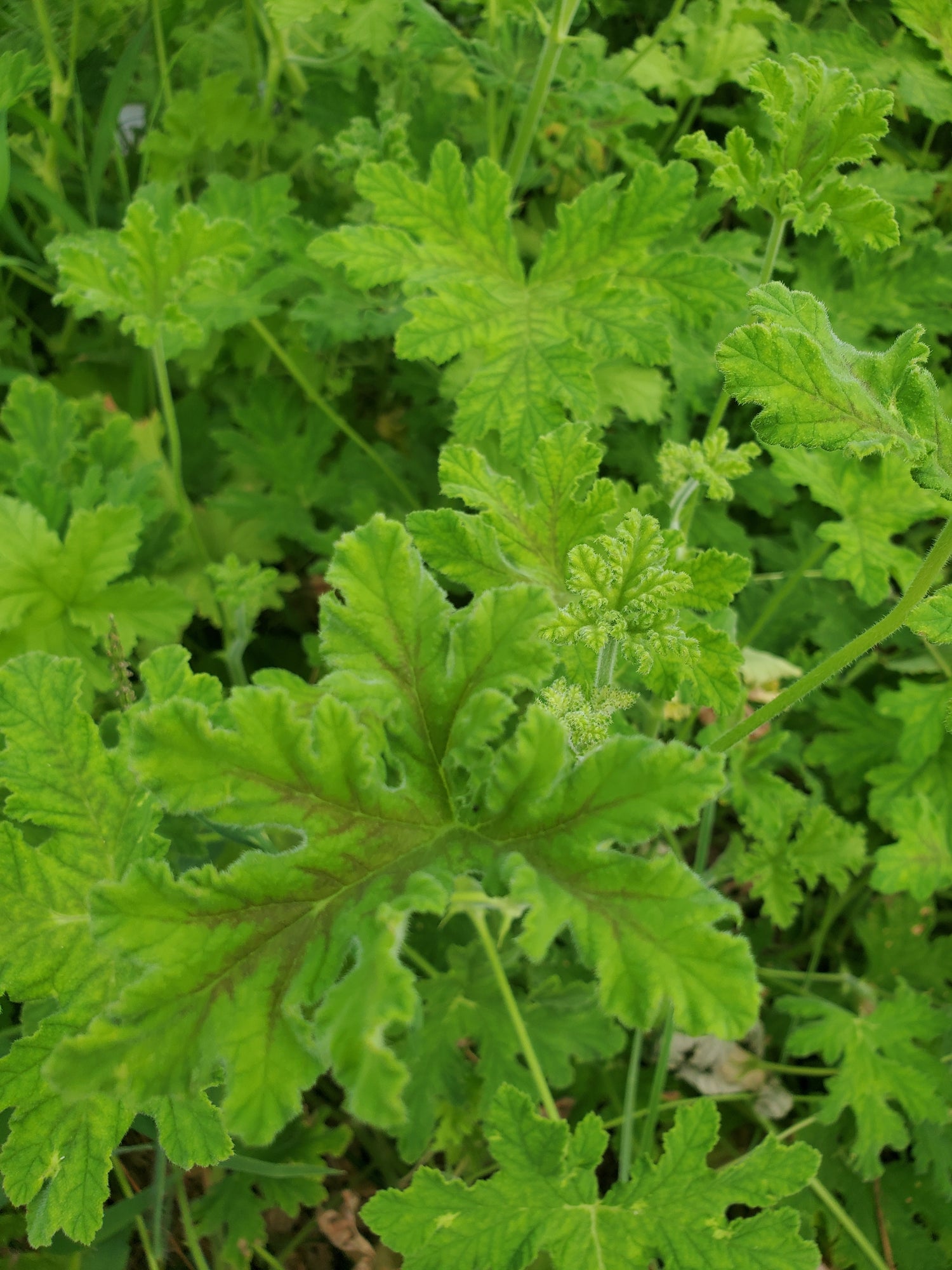 Scented Geranium Foliage