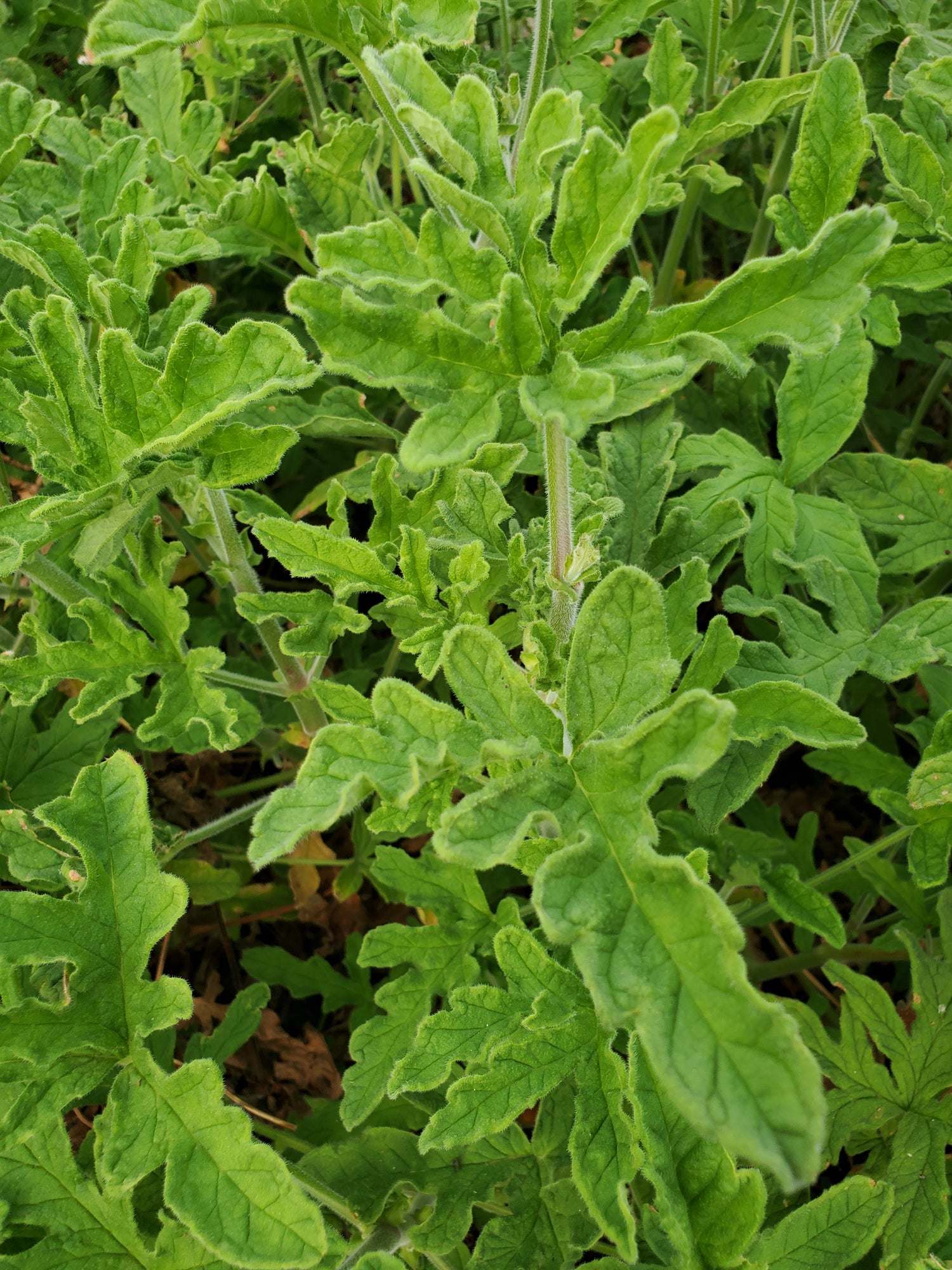 Scented Geranium Foliage
