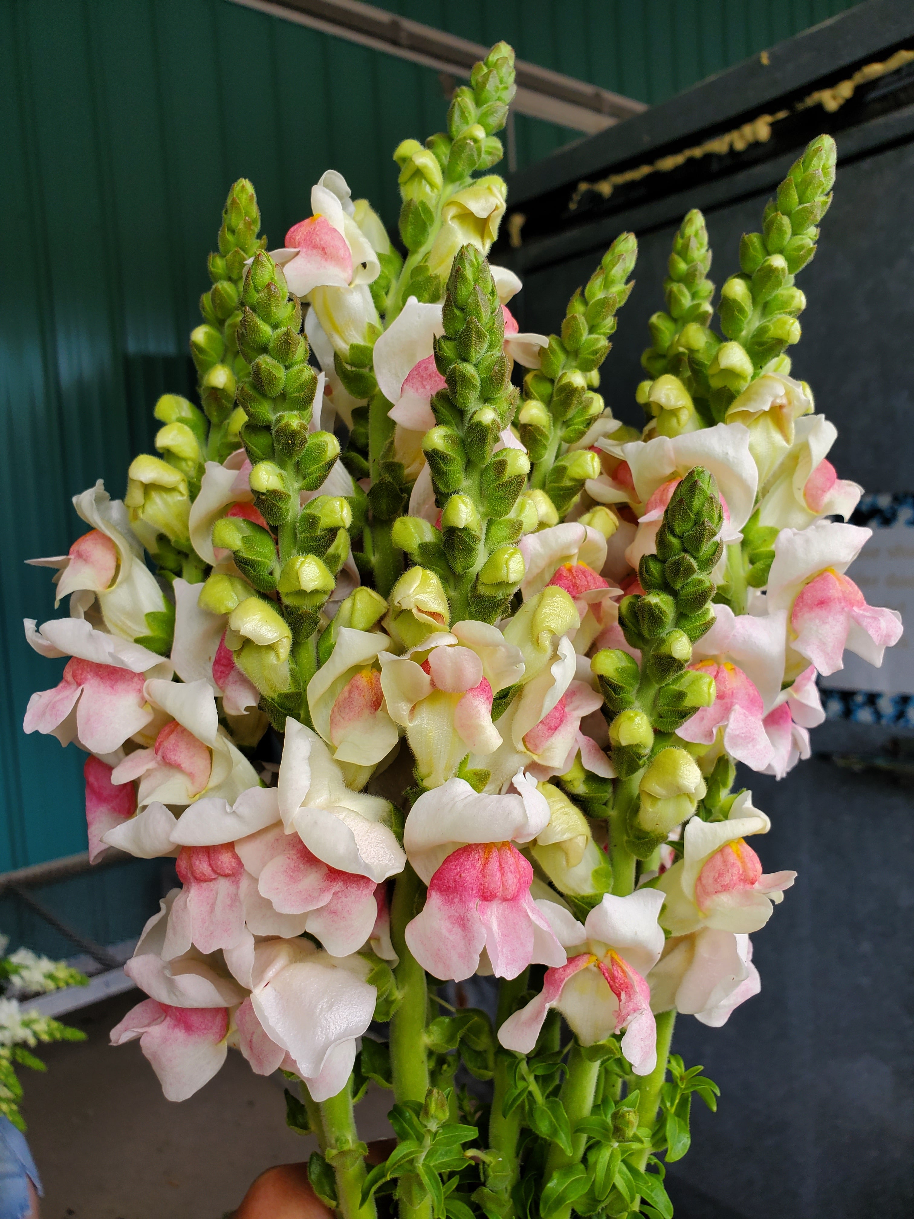 Snapdragon