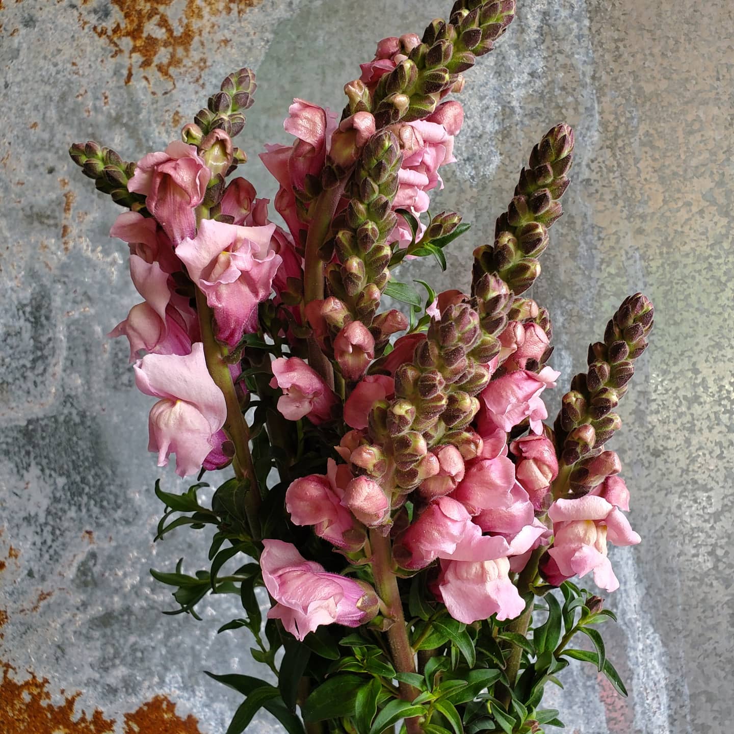 Snapdragon