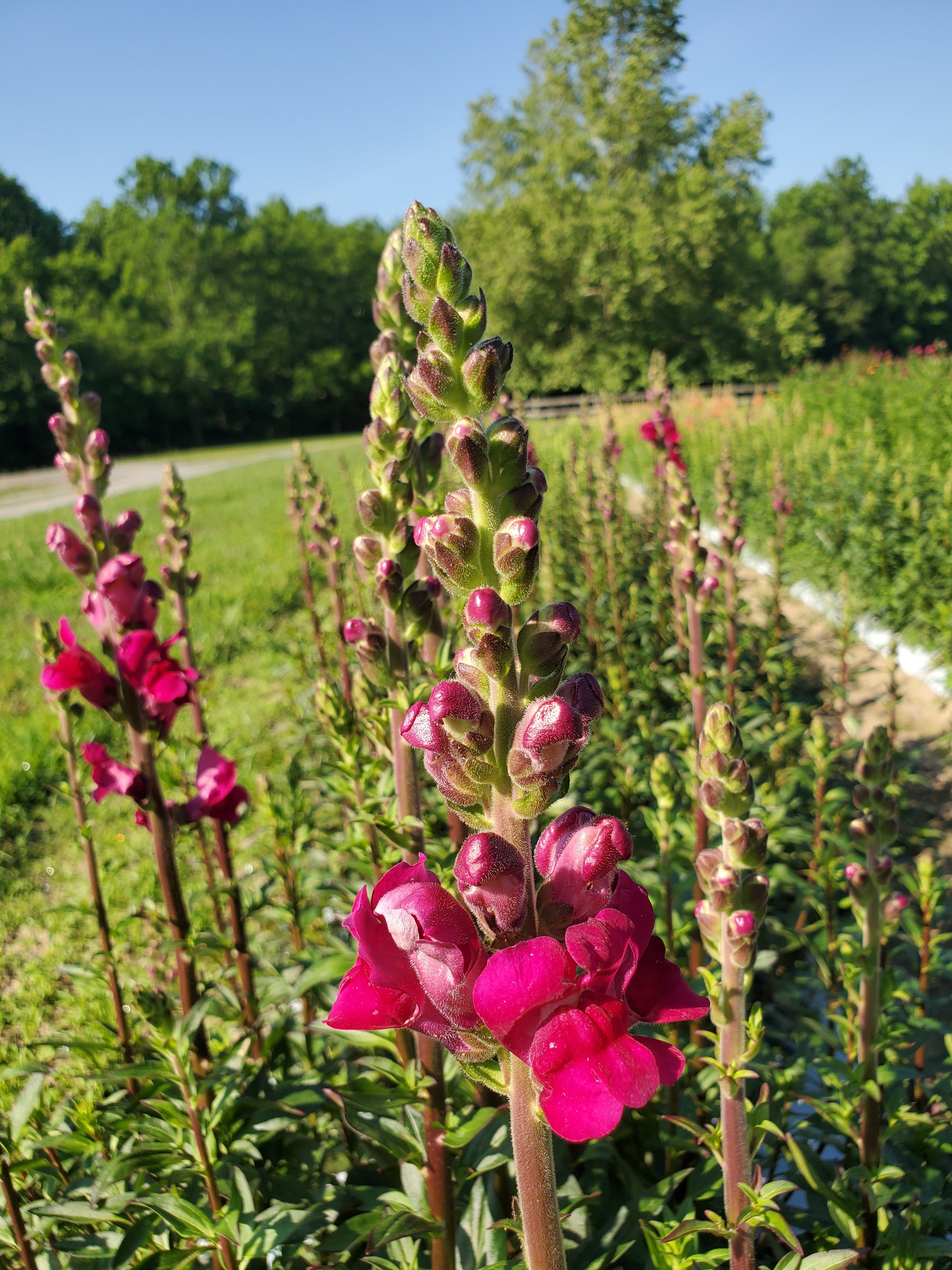 Snapdragon