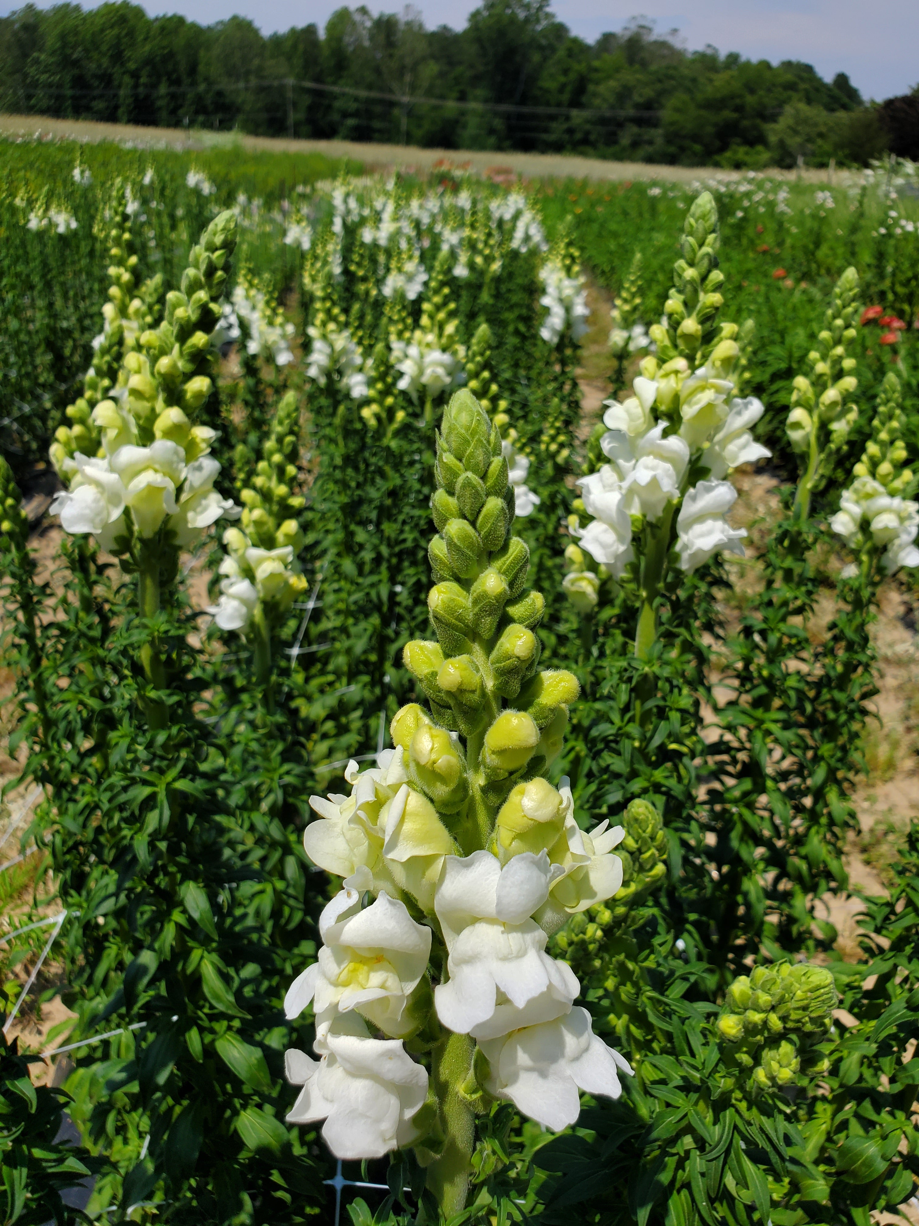 Snapdragon