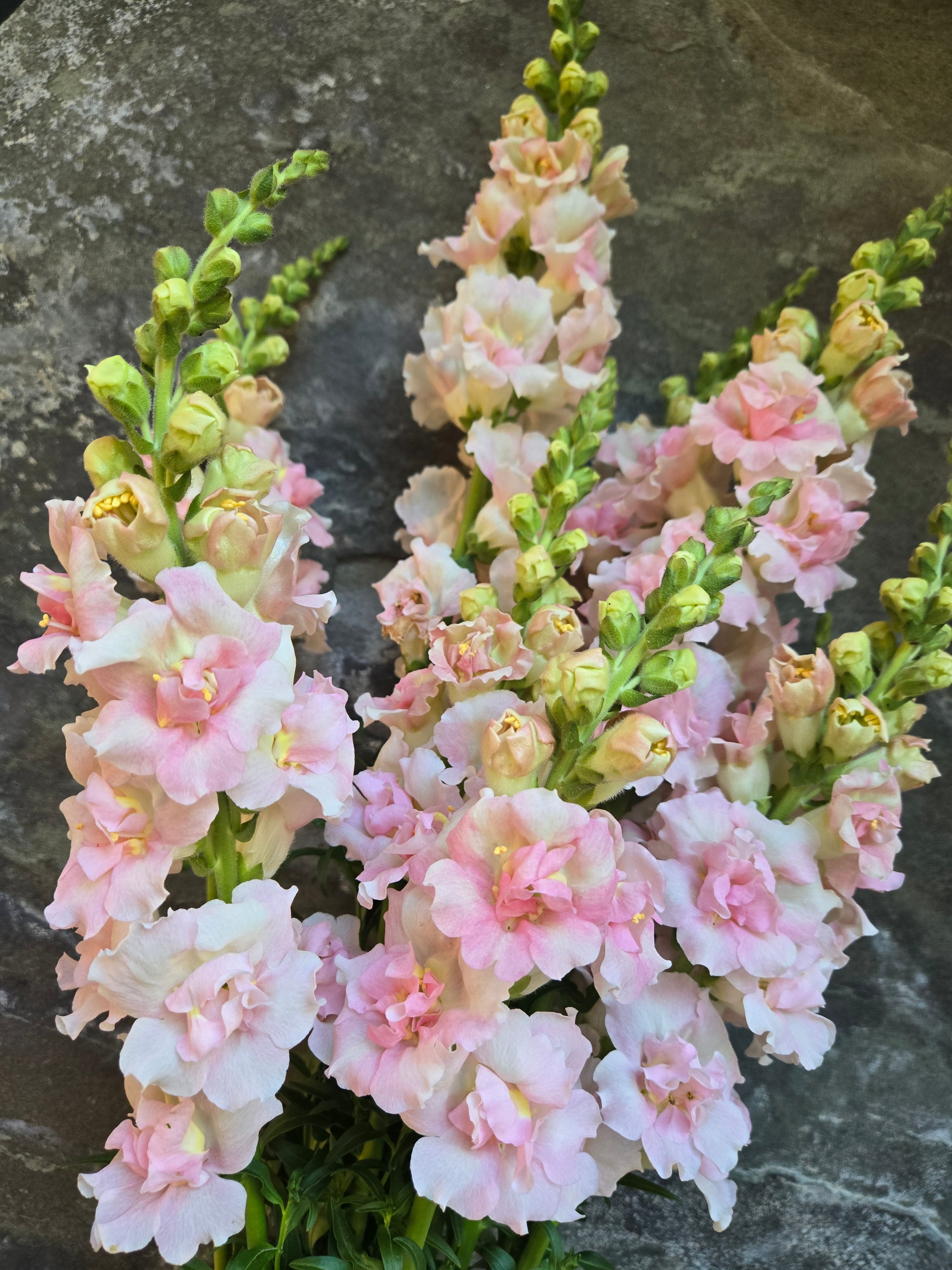 Snapdragon