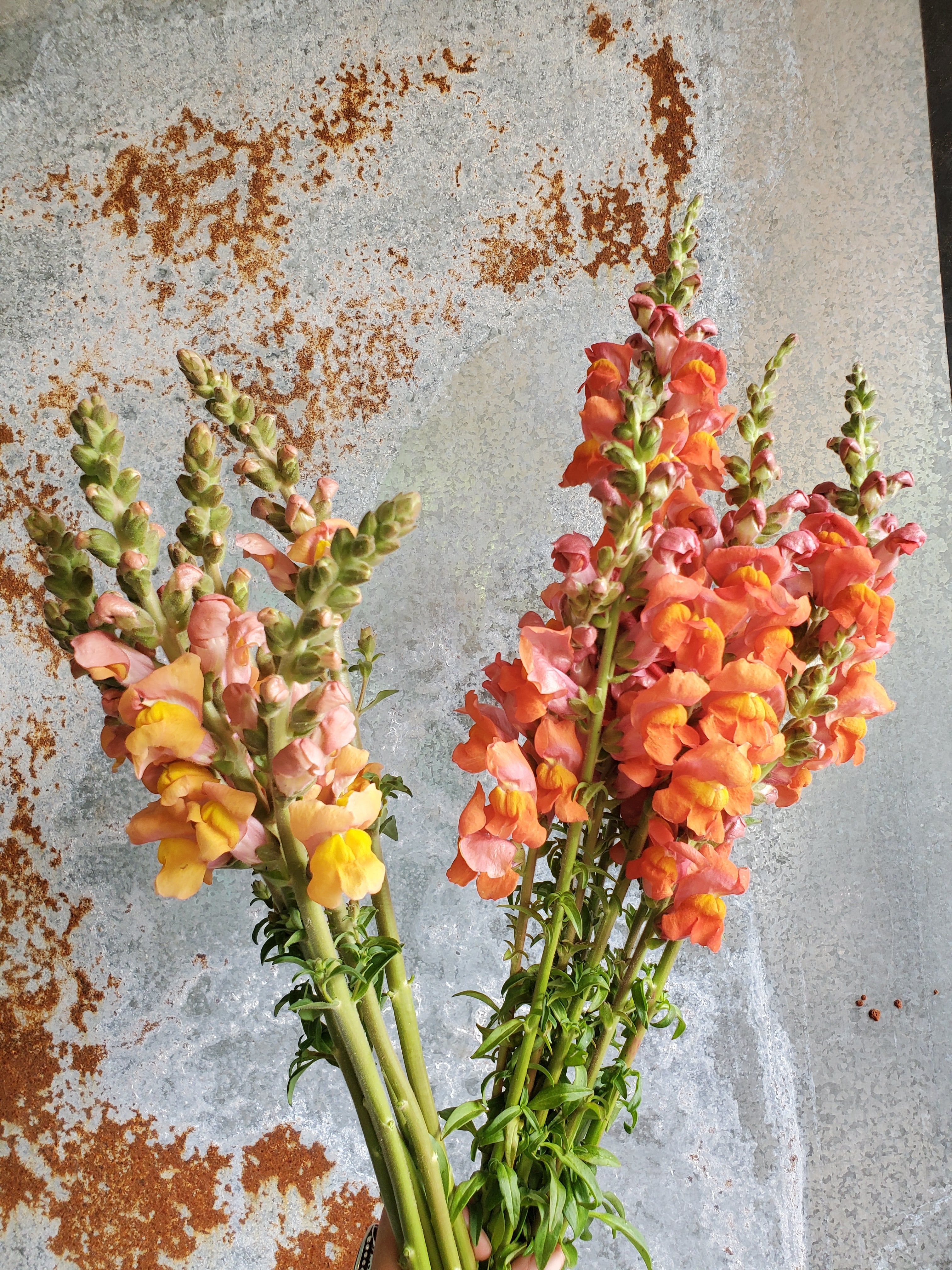 Snapdragon