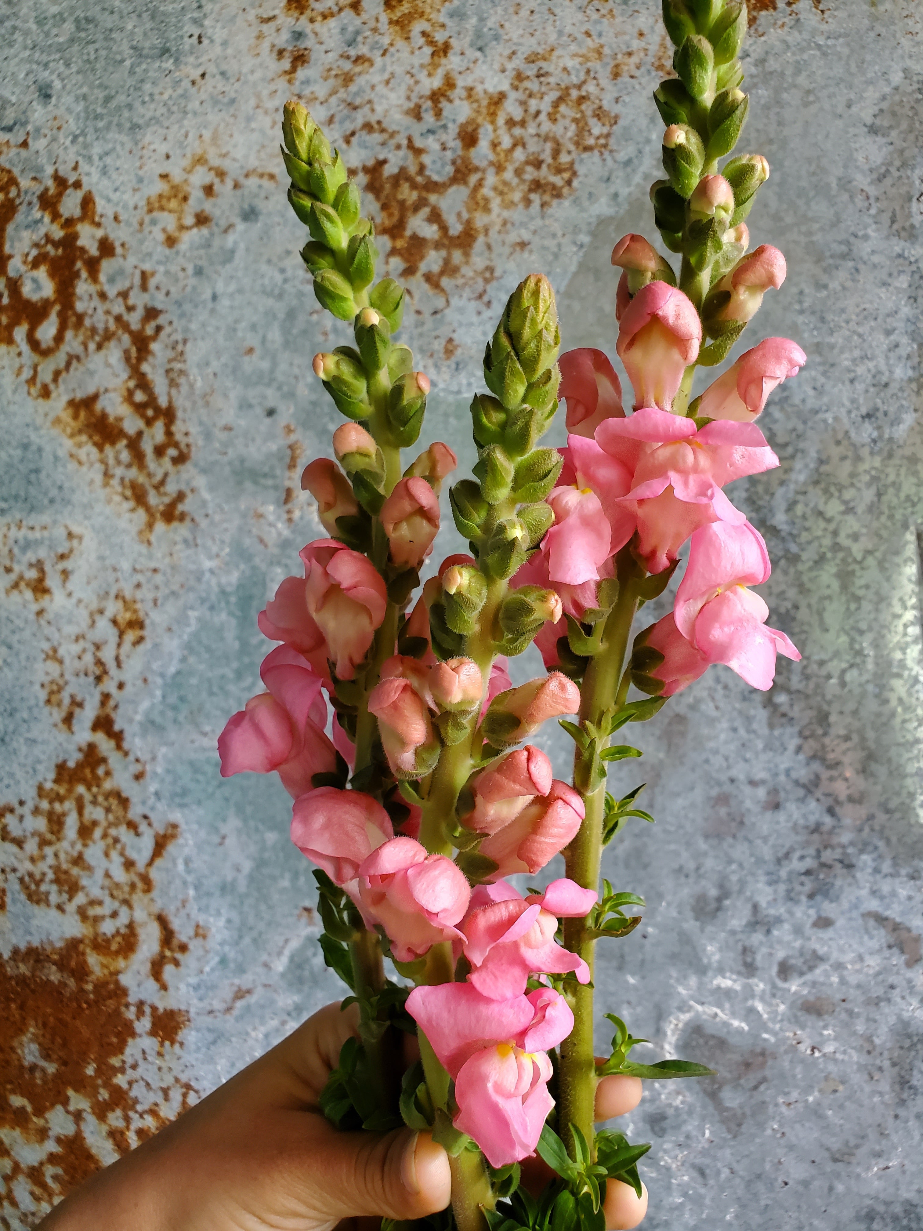 Snapdragon