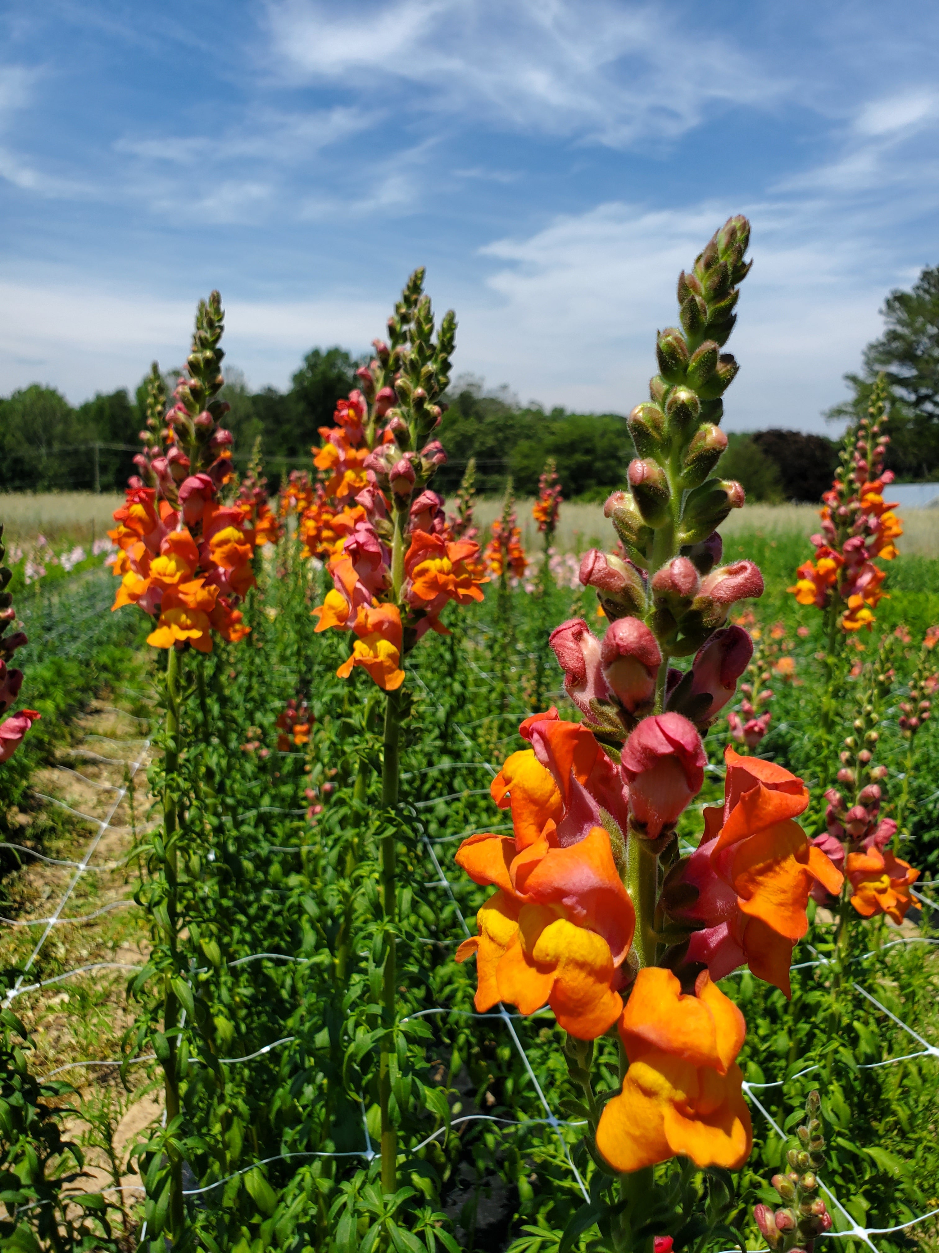 Snapdragon