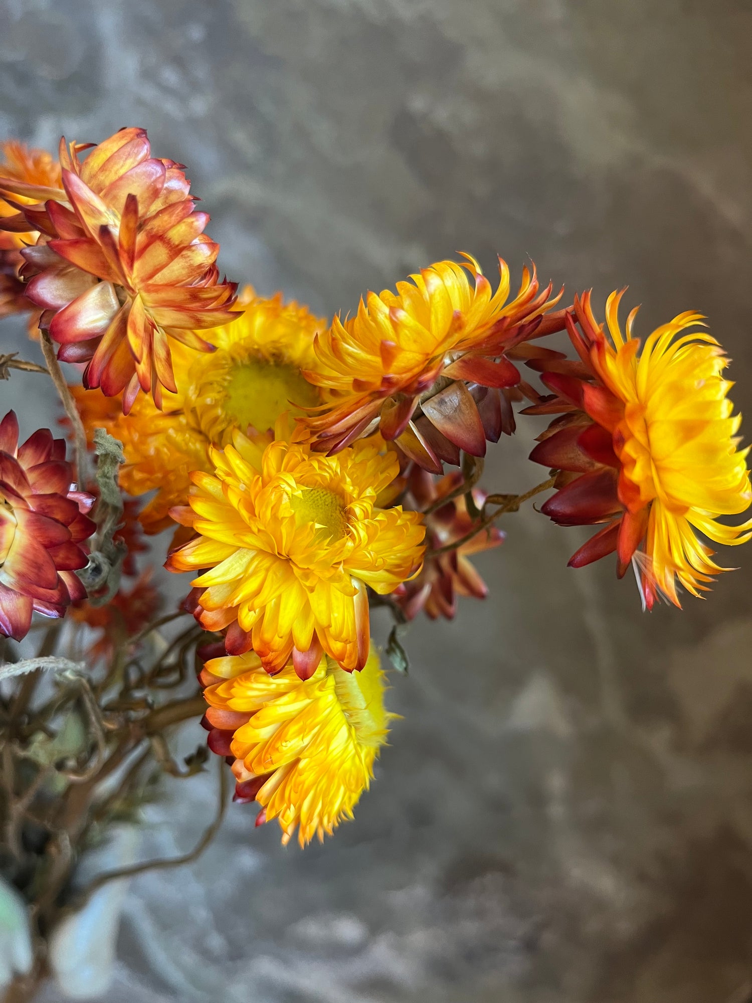 Strawflower- DRIED