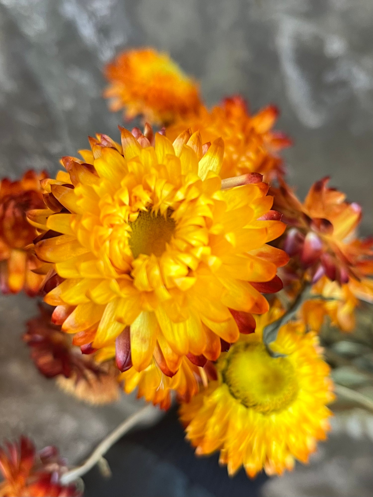 Strawflower- DRIED