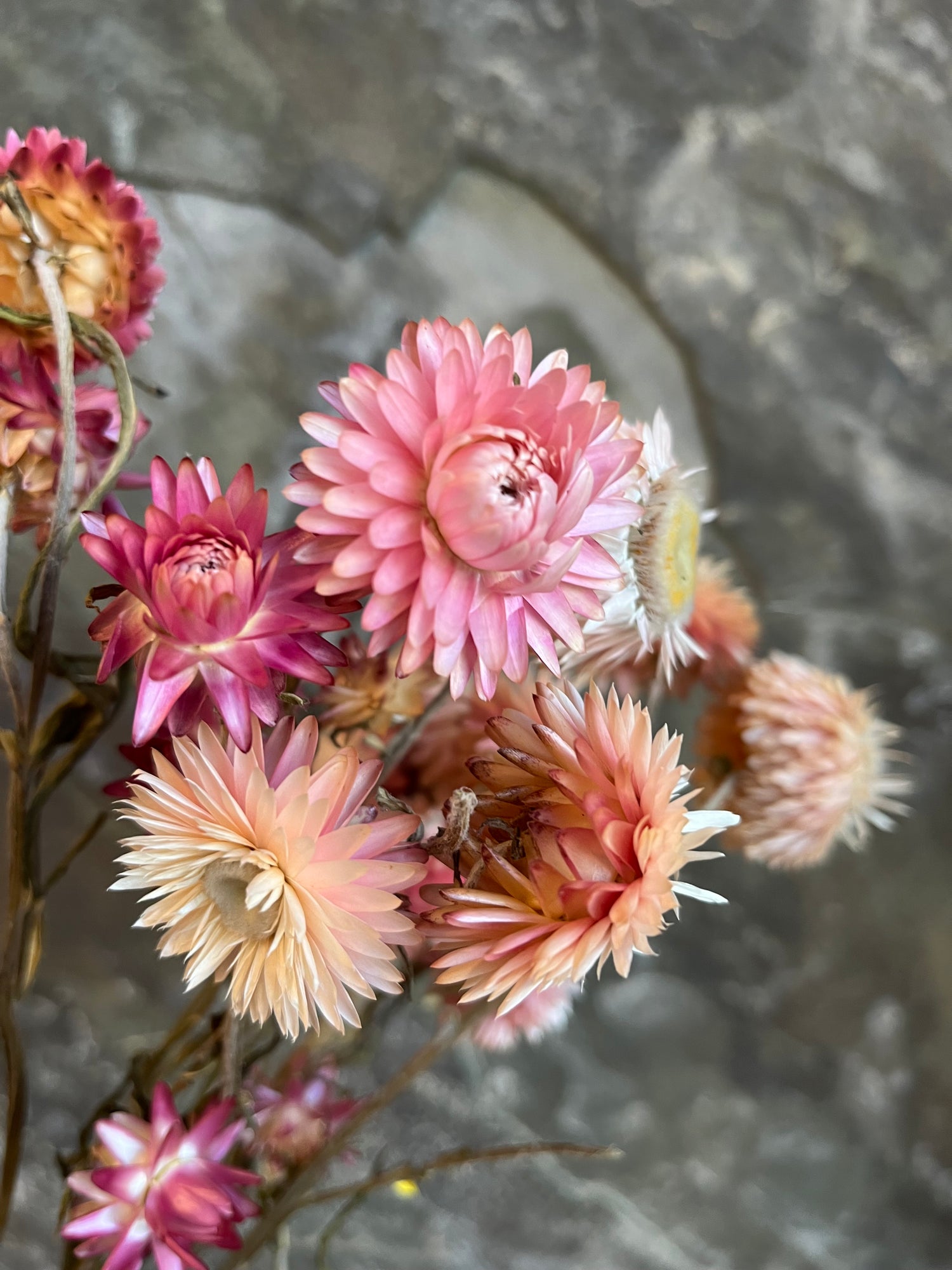 Strawflower- DRIED