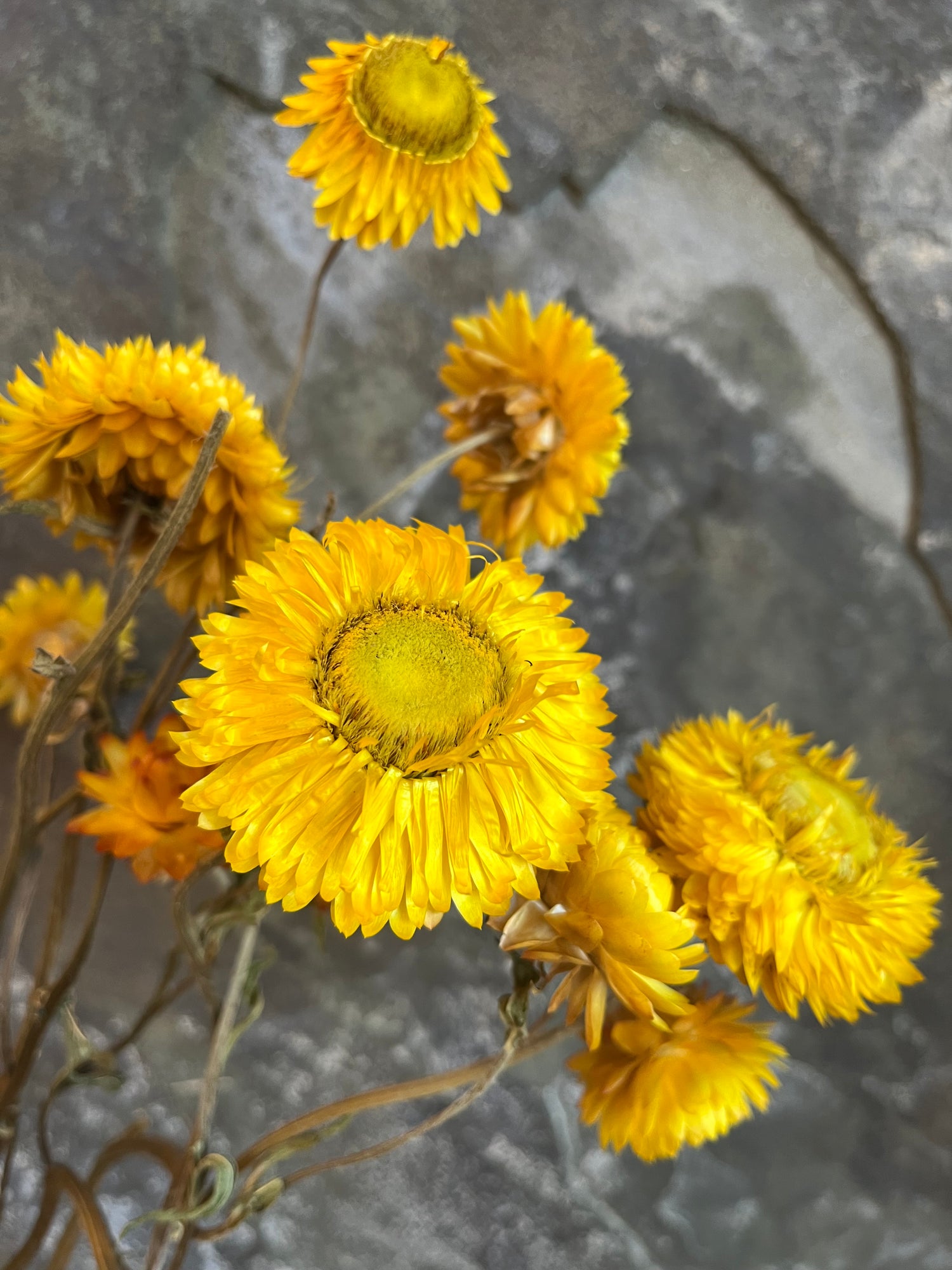 Strawflower- DRIED