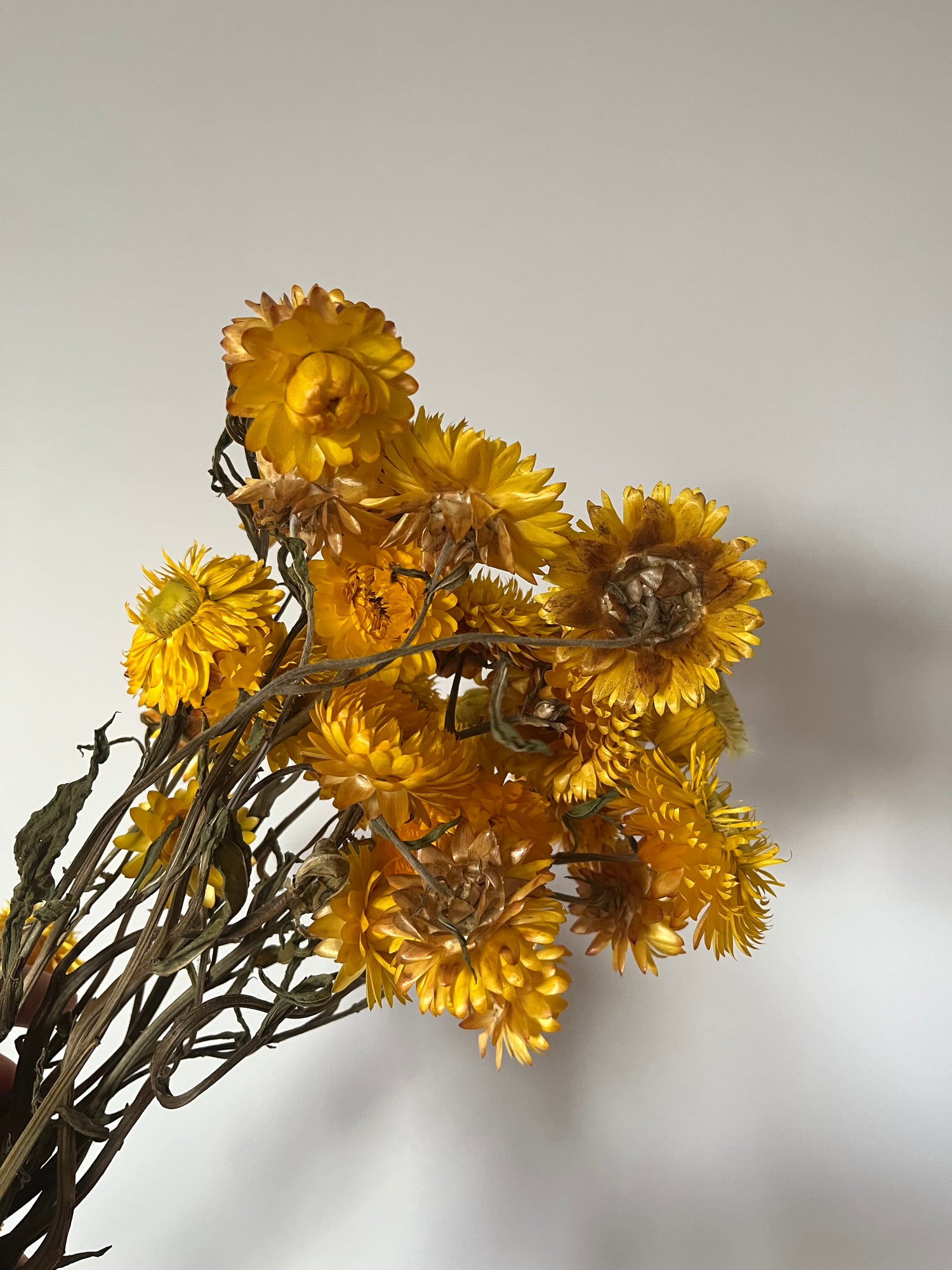 Strawflower- DRIED