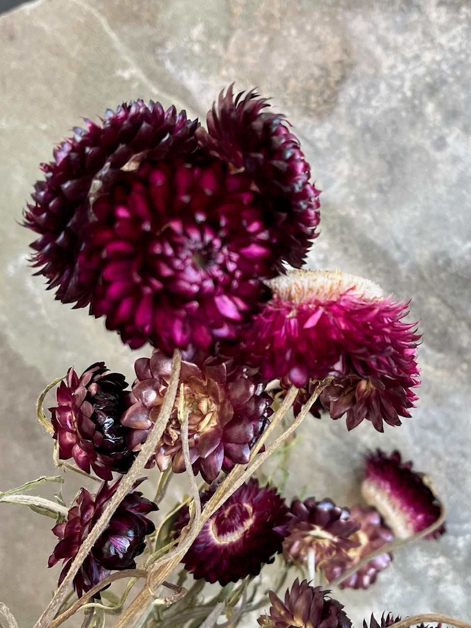 Strawflower- DRIED