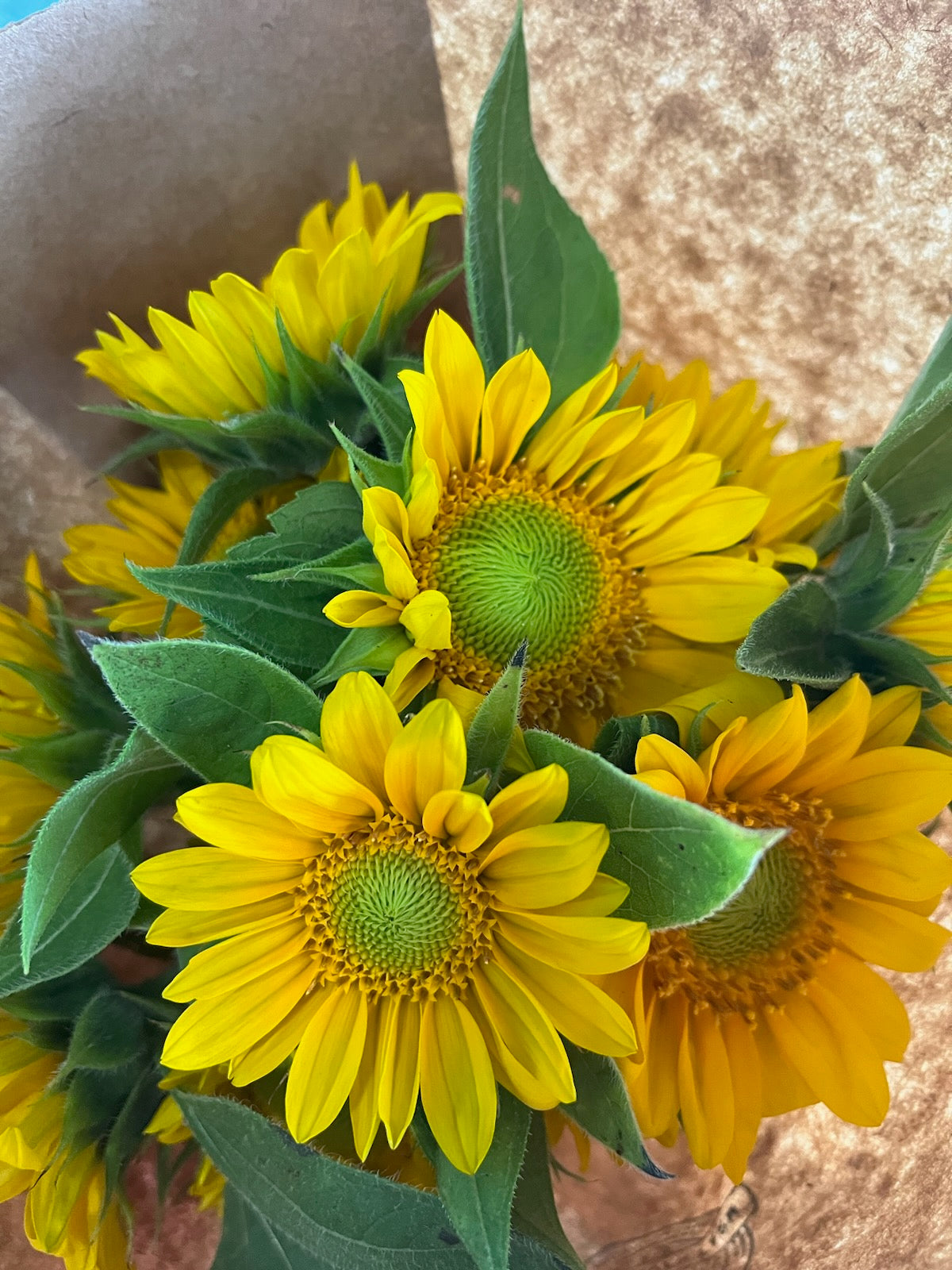 Sunflower
