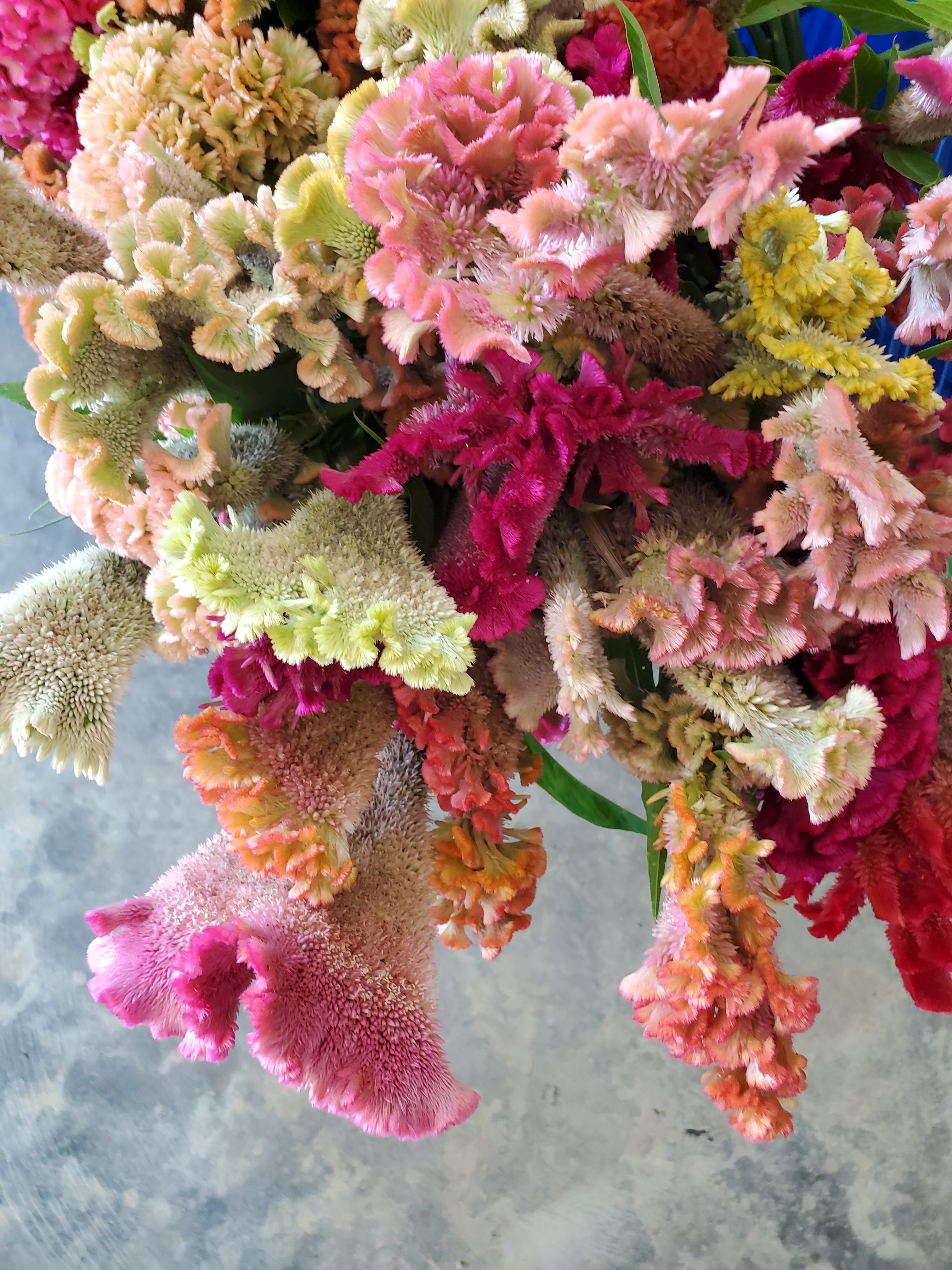 Coxcomb- Fan Forms