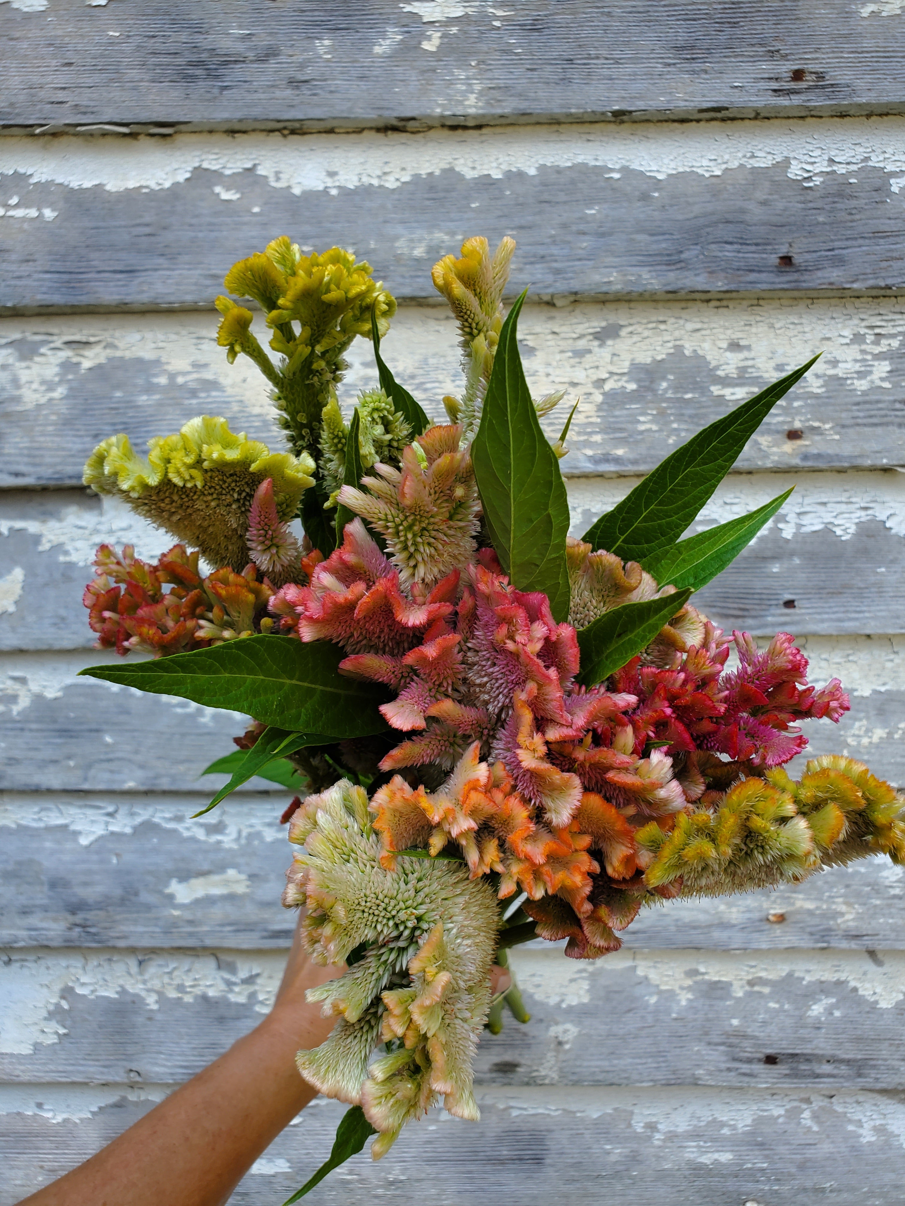 Coxcomb- Fan Forms