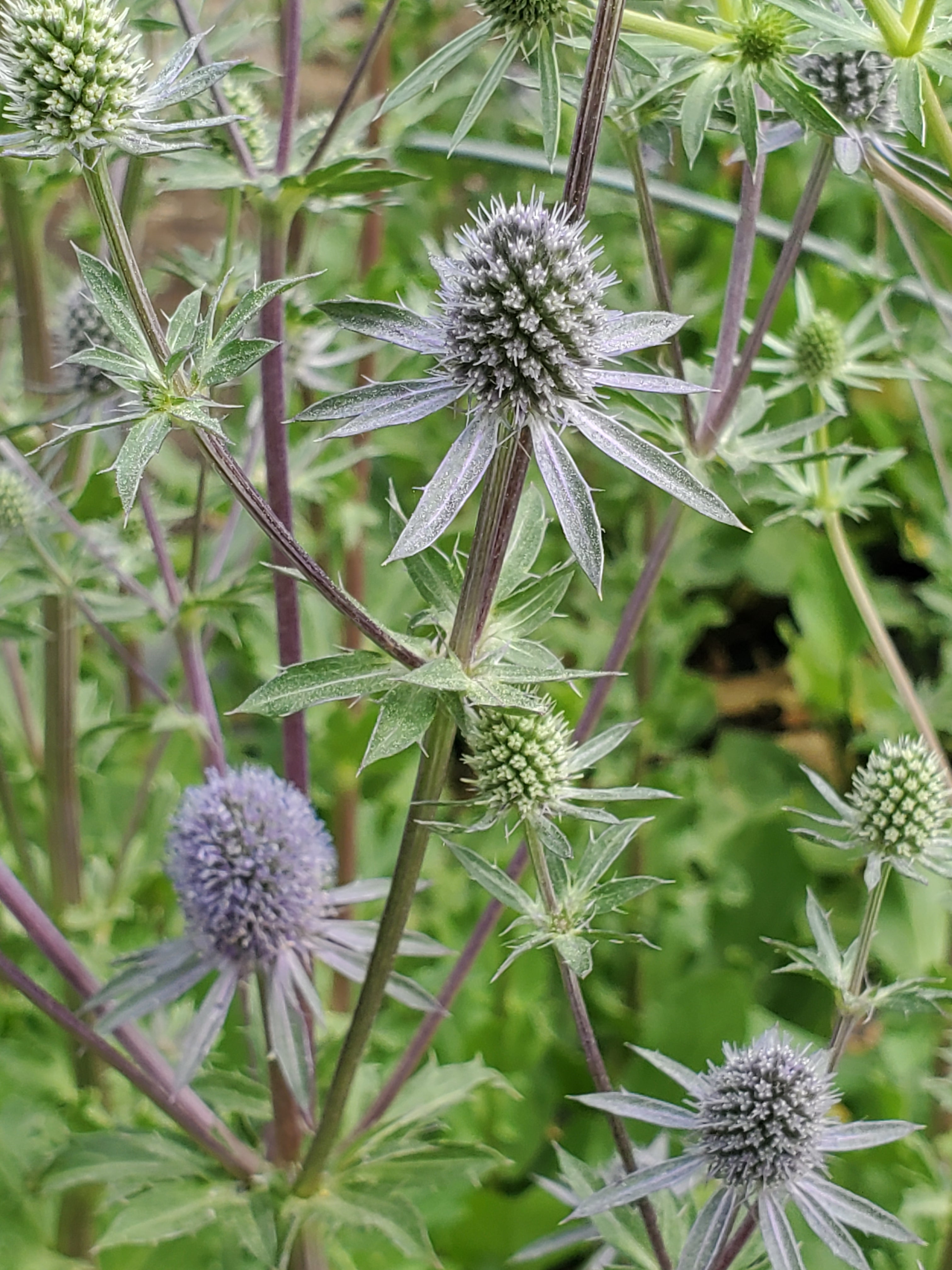 Thistle / Eyringium