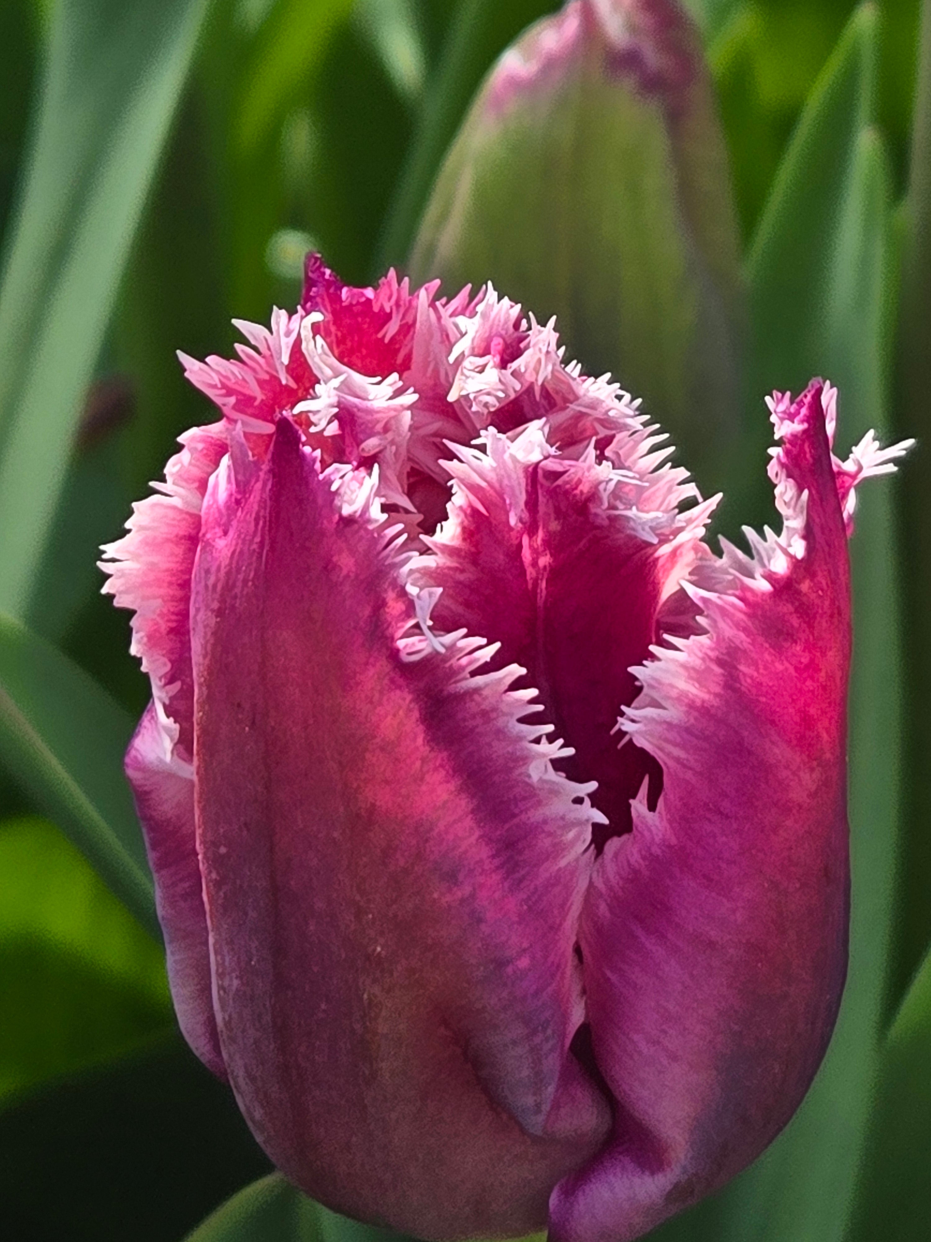 Tulip