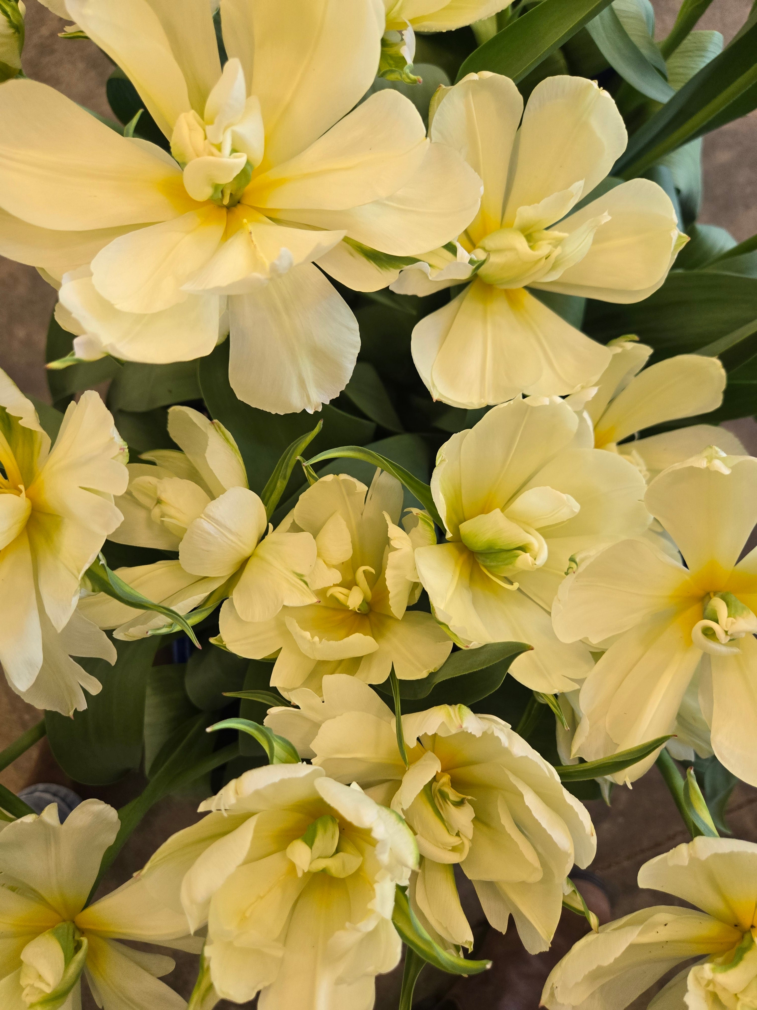 Tulip