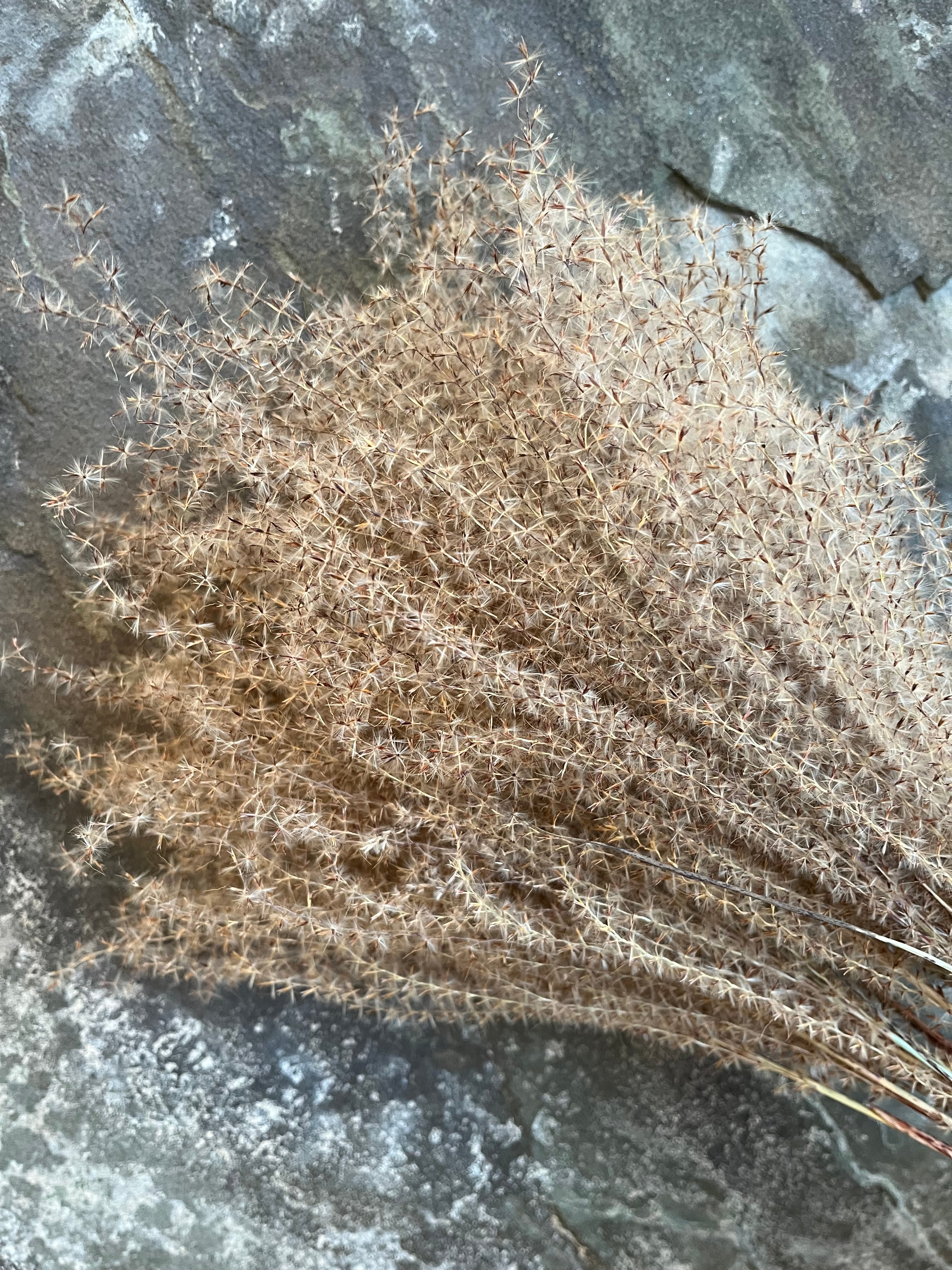 Zebra Grass Plumes - DRIED