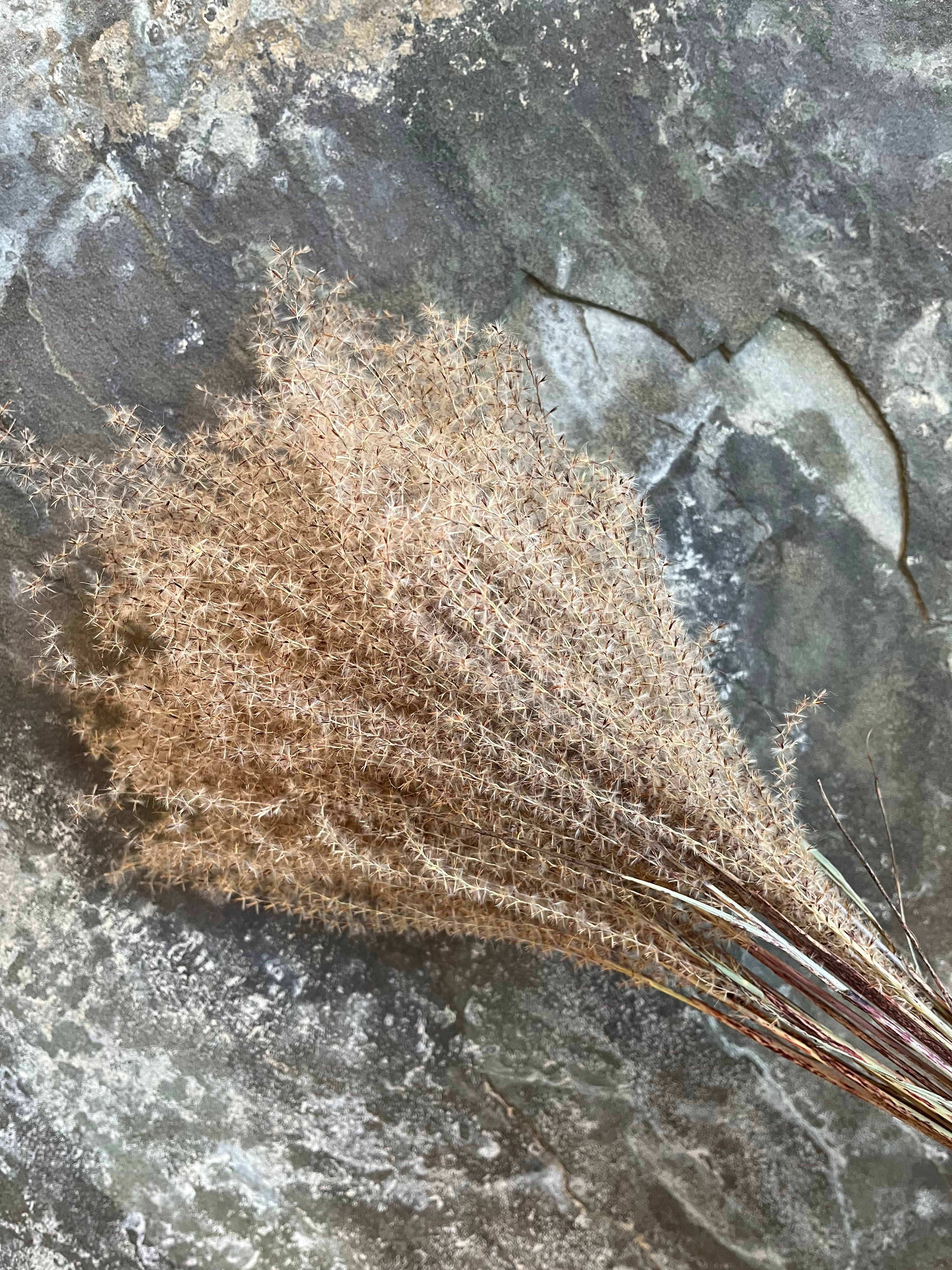 Zebra Grass Plumes - DRIED