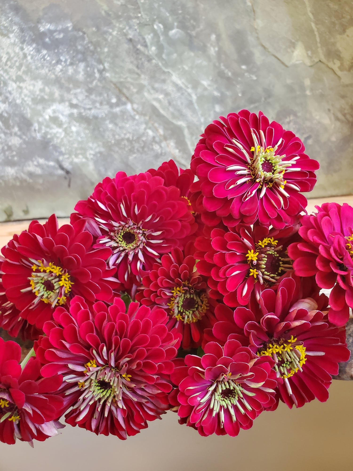 Zinnia Large