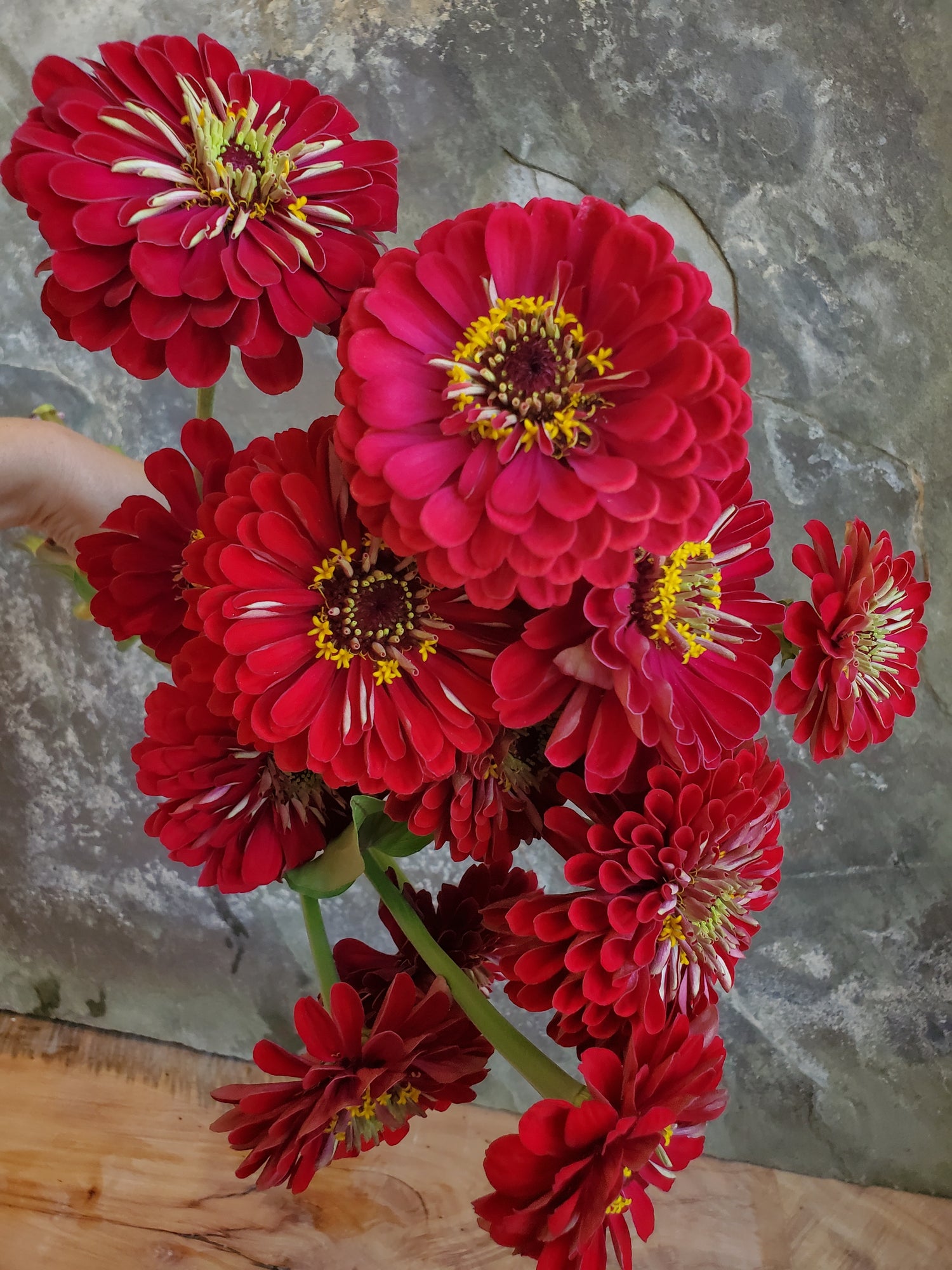 Zinnia Large