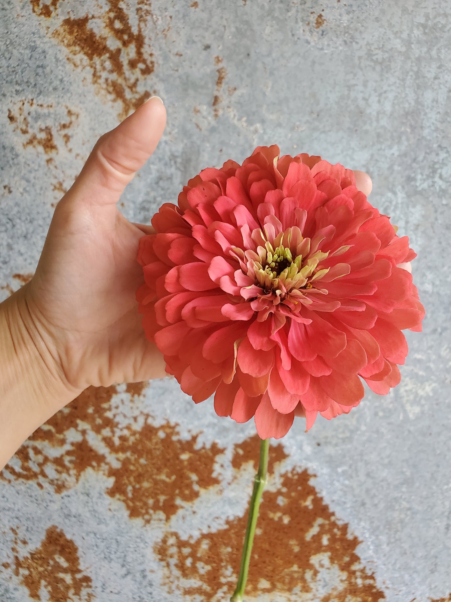 Zinnia Large