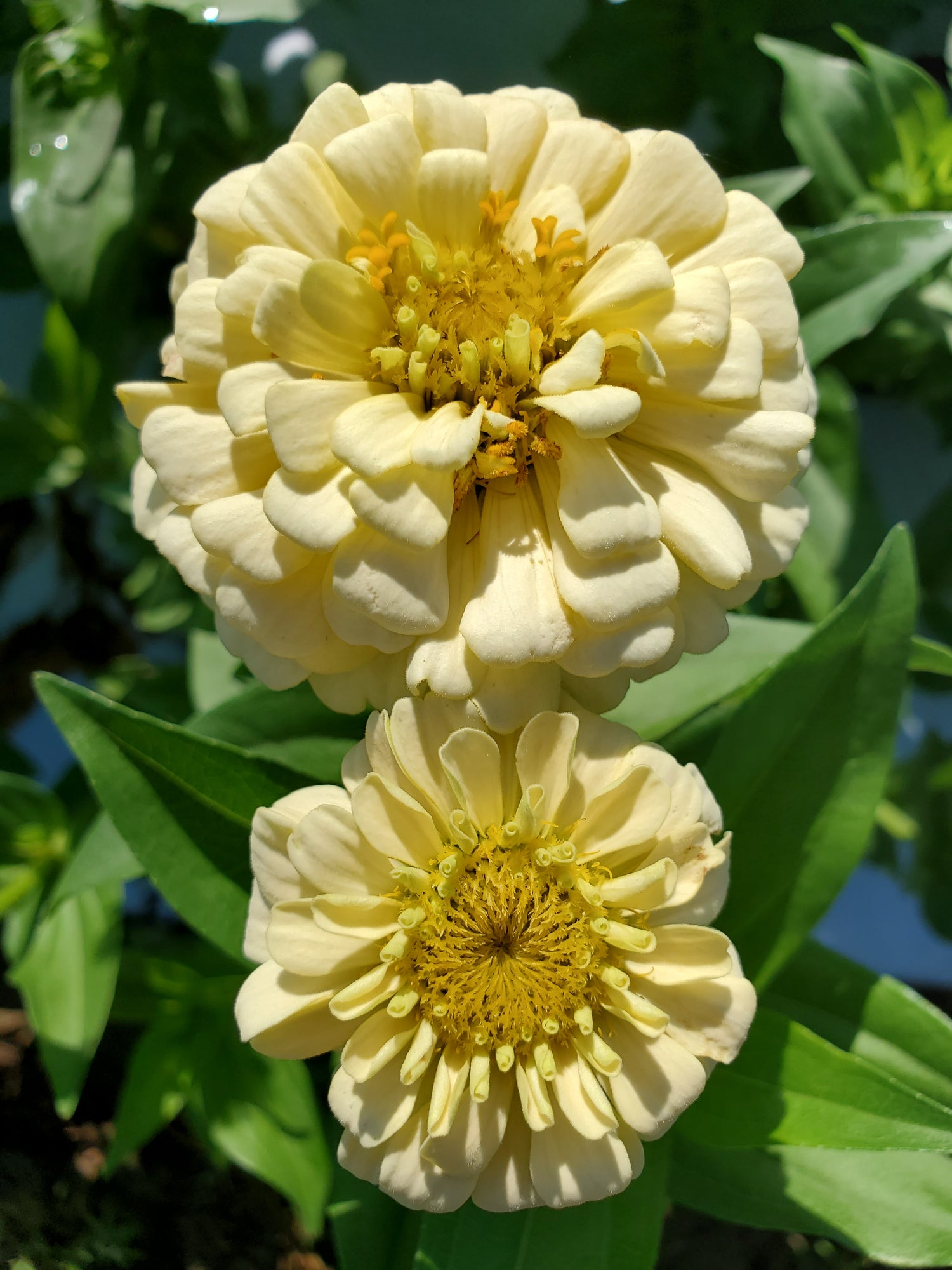 Zinnia Heirloom
