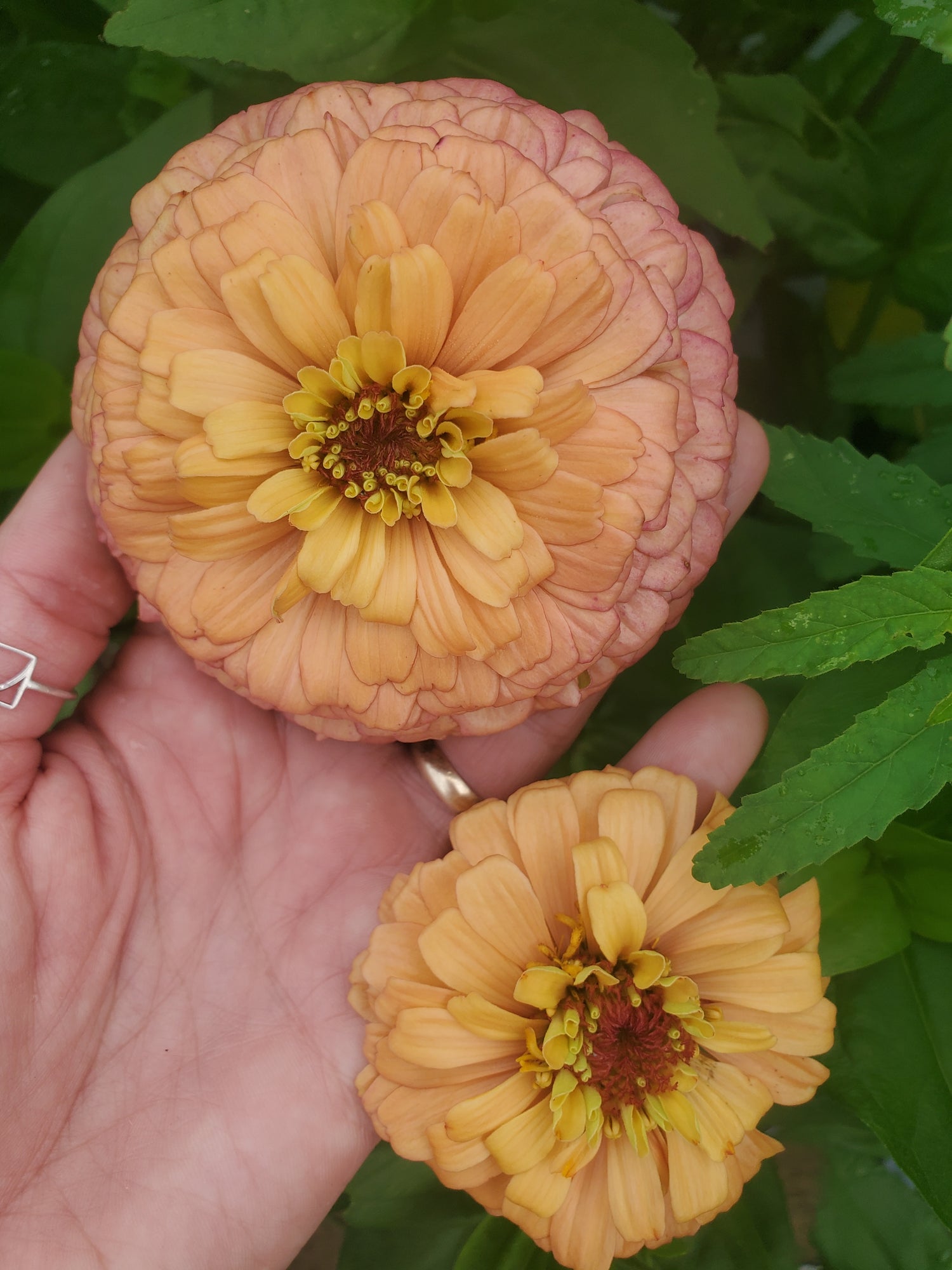 Zinnia Large