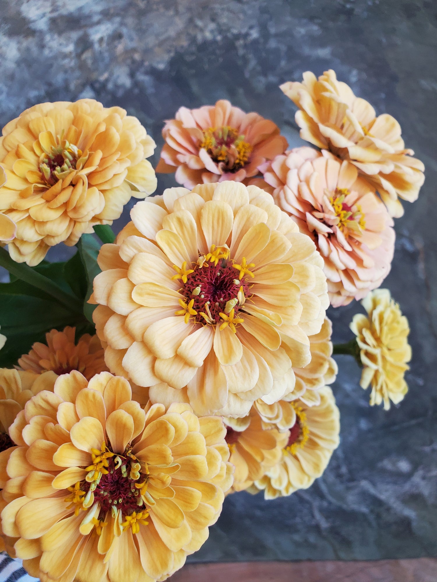 Zinnia Large