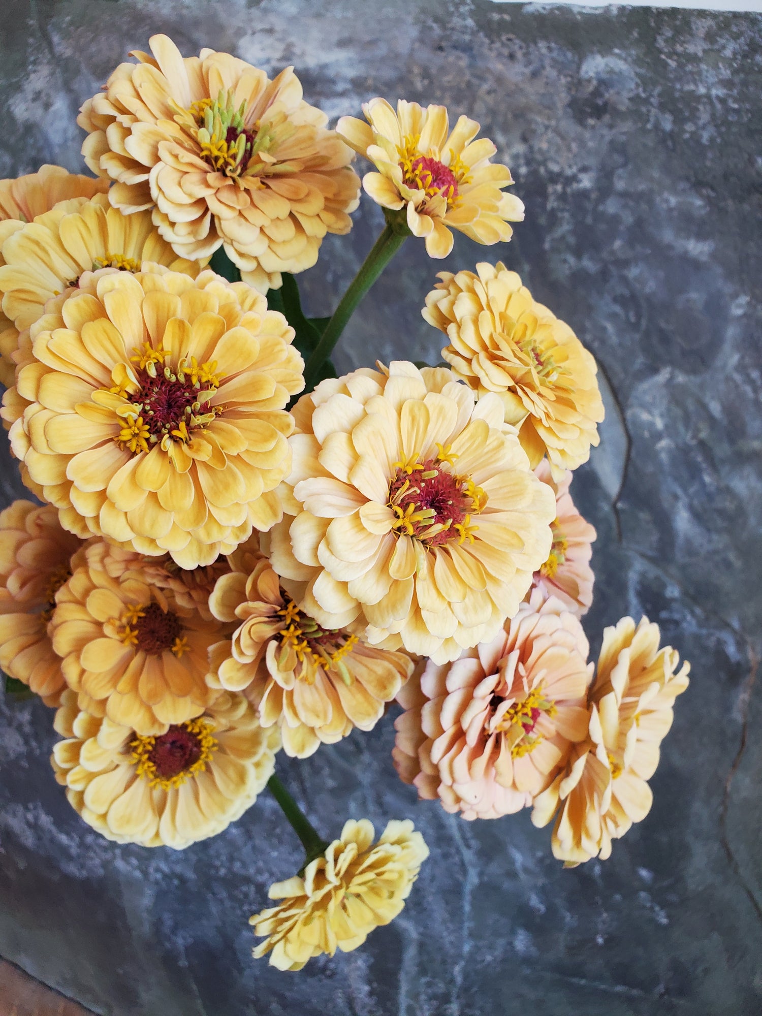 Zinnia Large