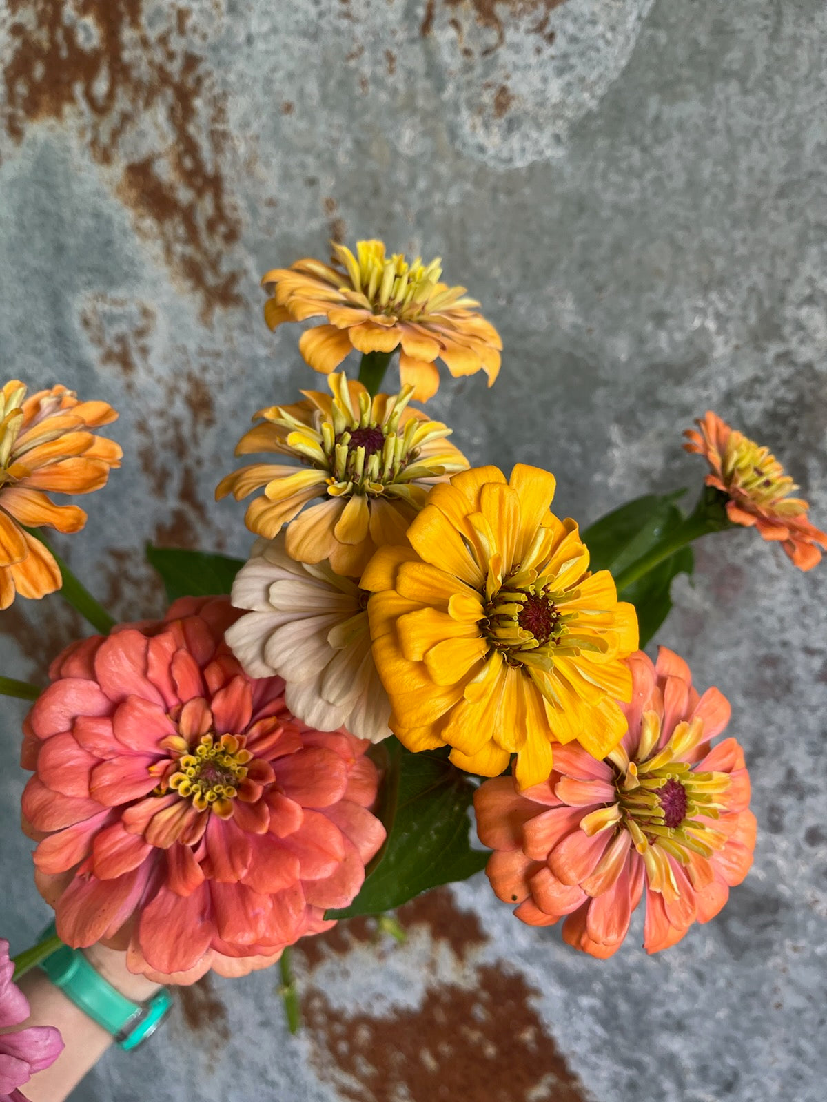 Zinnia Large