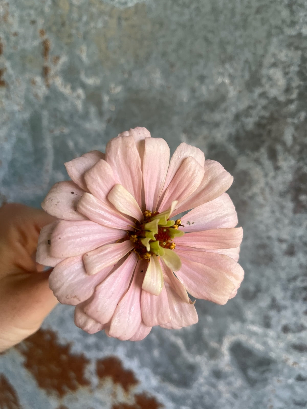 Zinnia Large