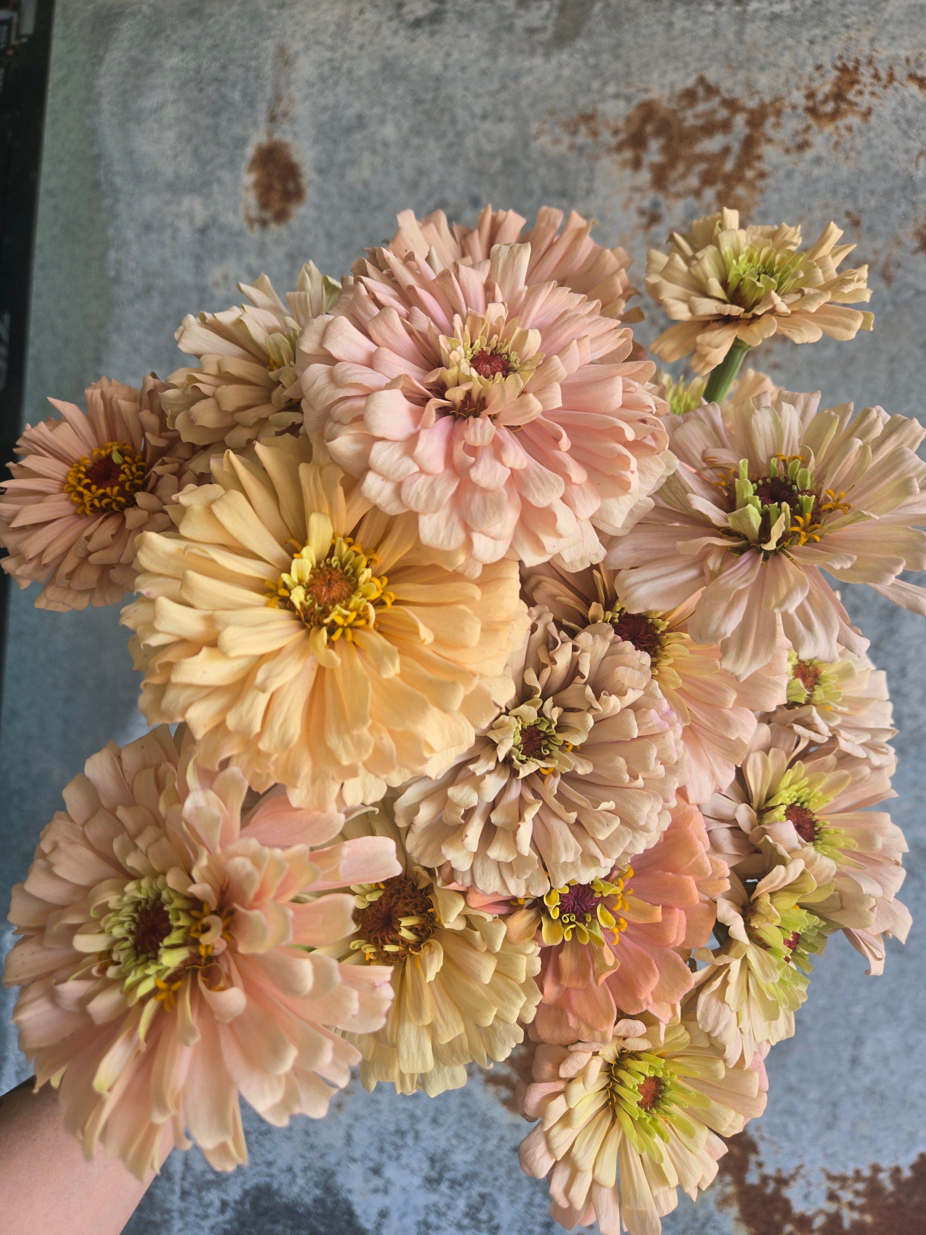 Zinnia Large