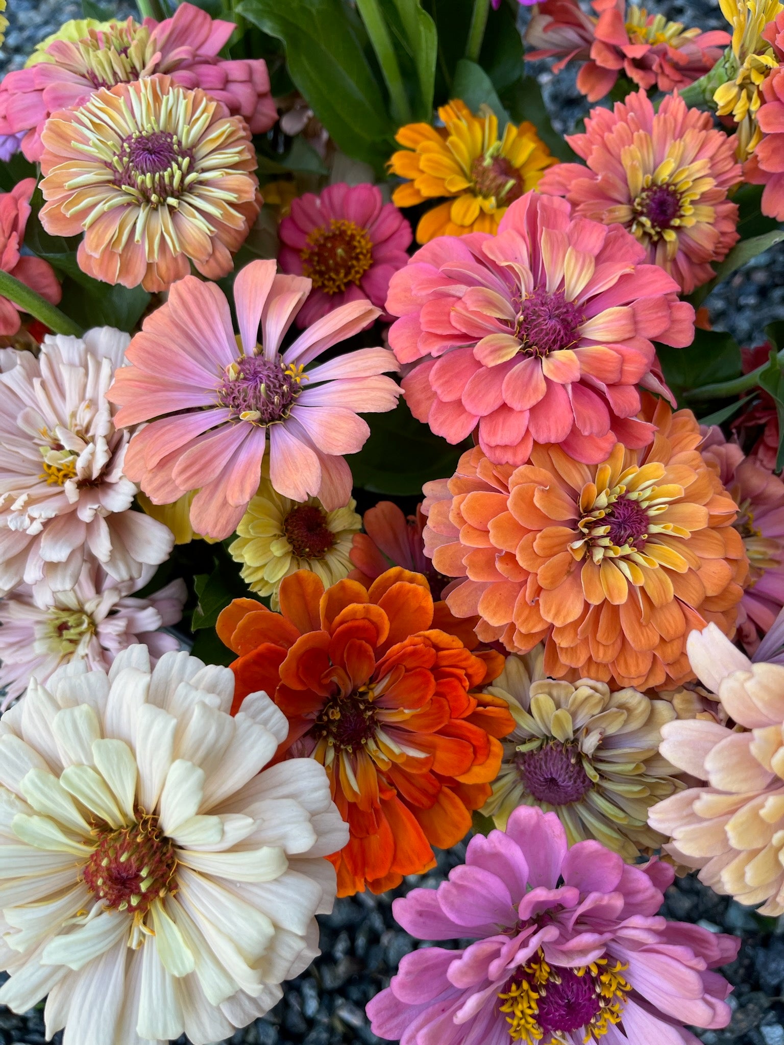 Zinnia Large