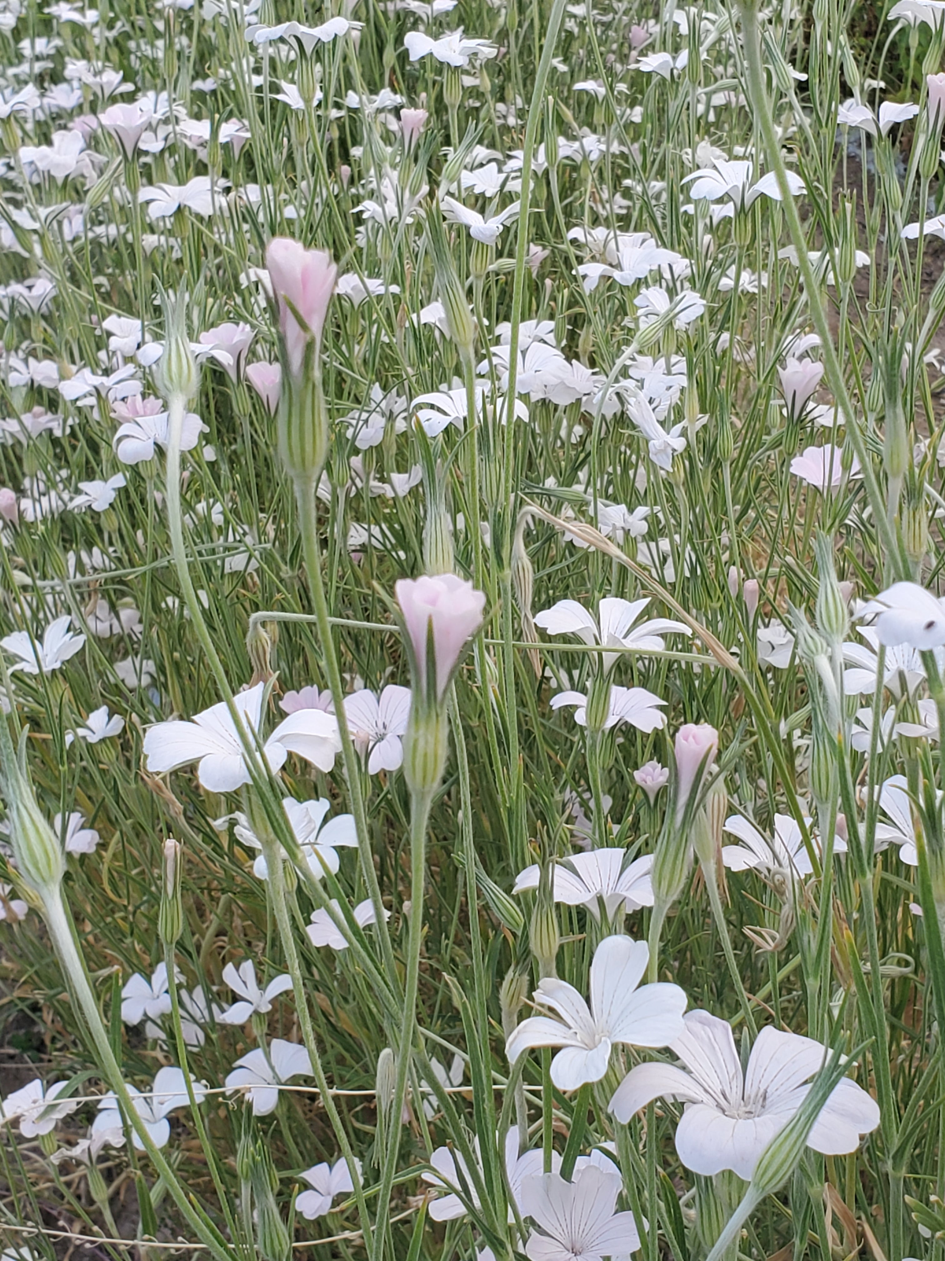 Agrostemma