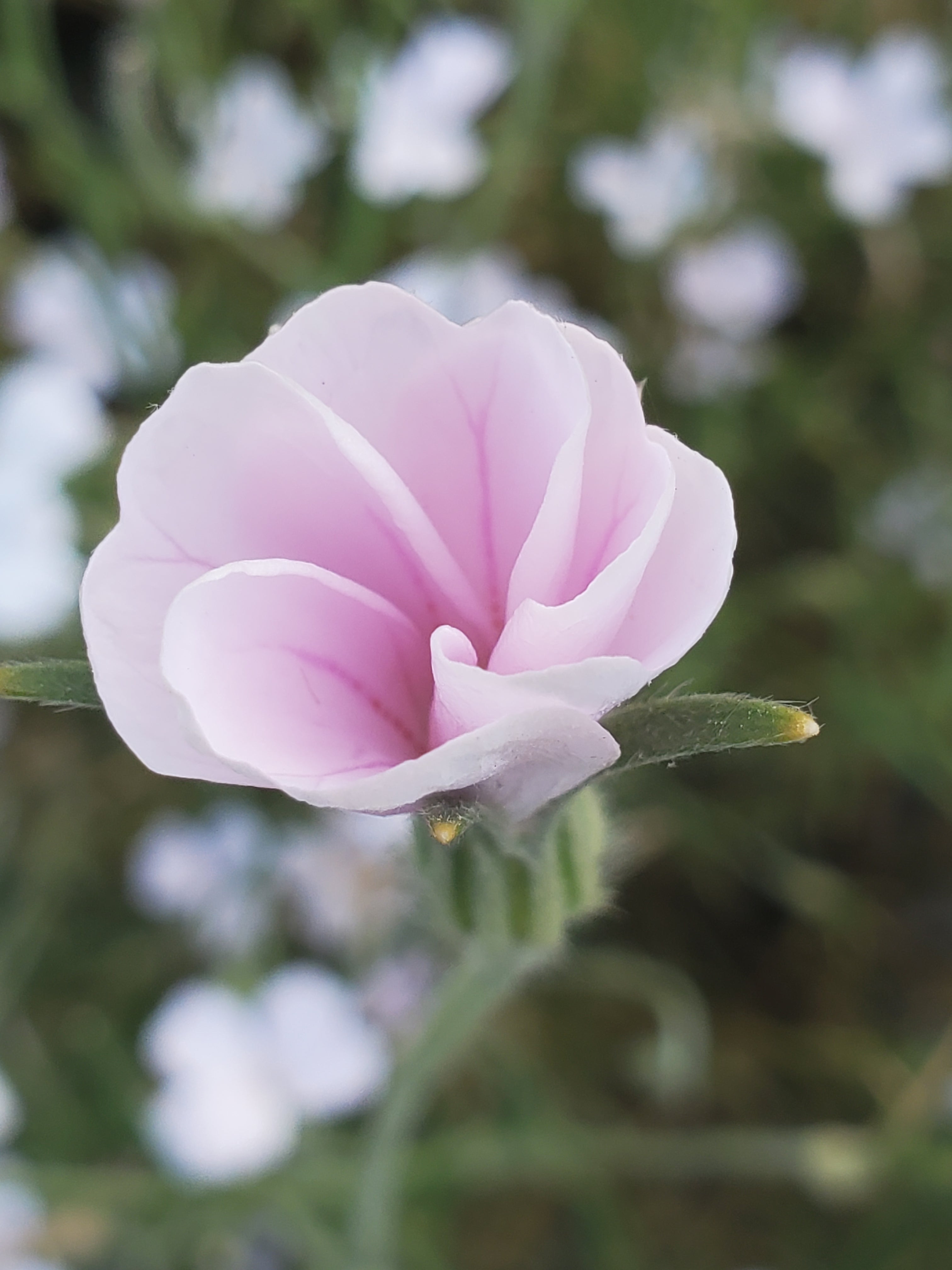 Agrostemma
