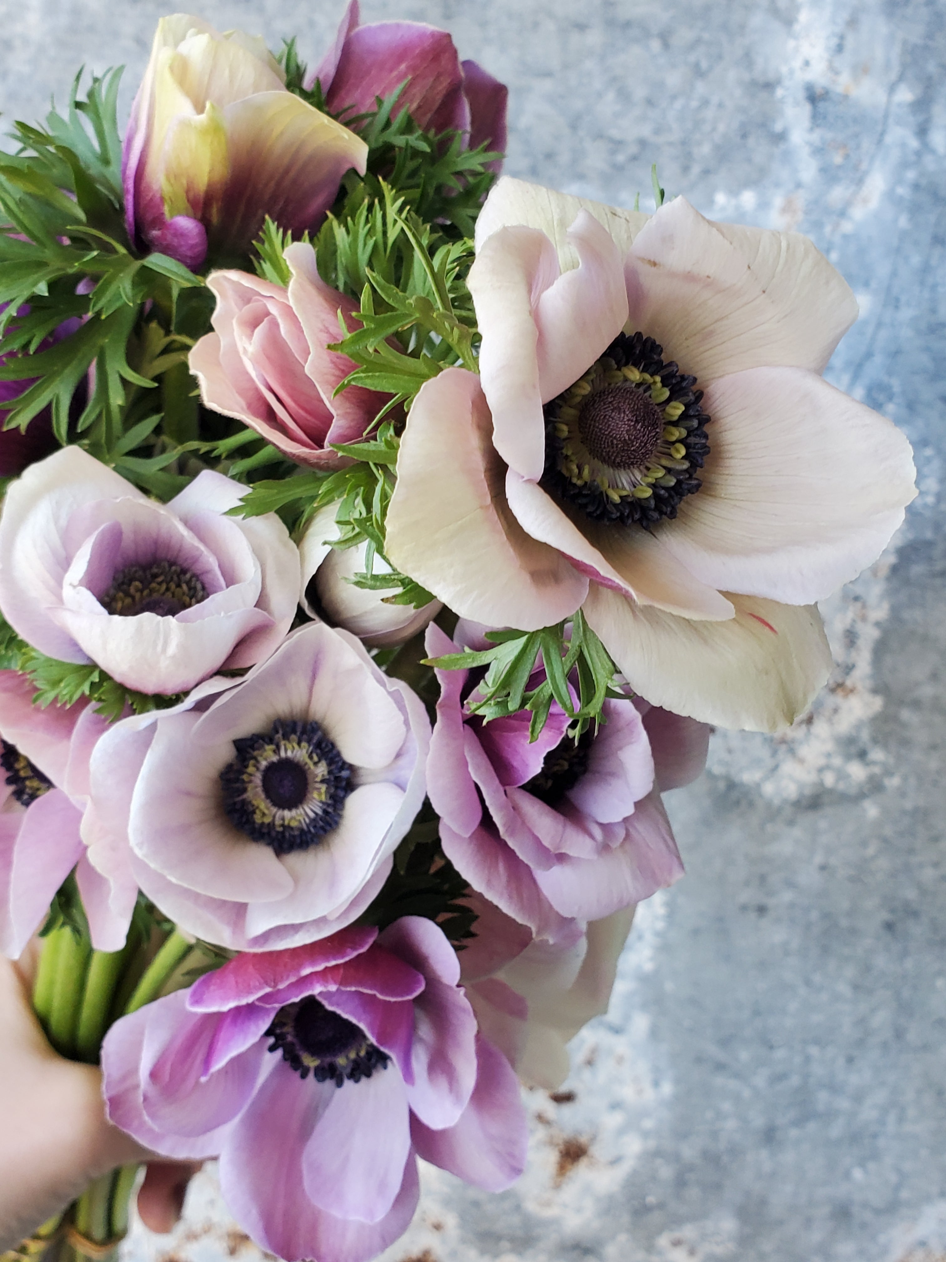 Anemone