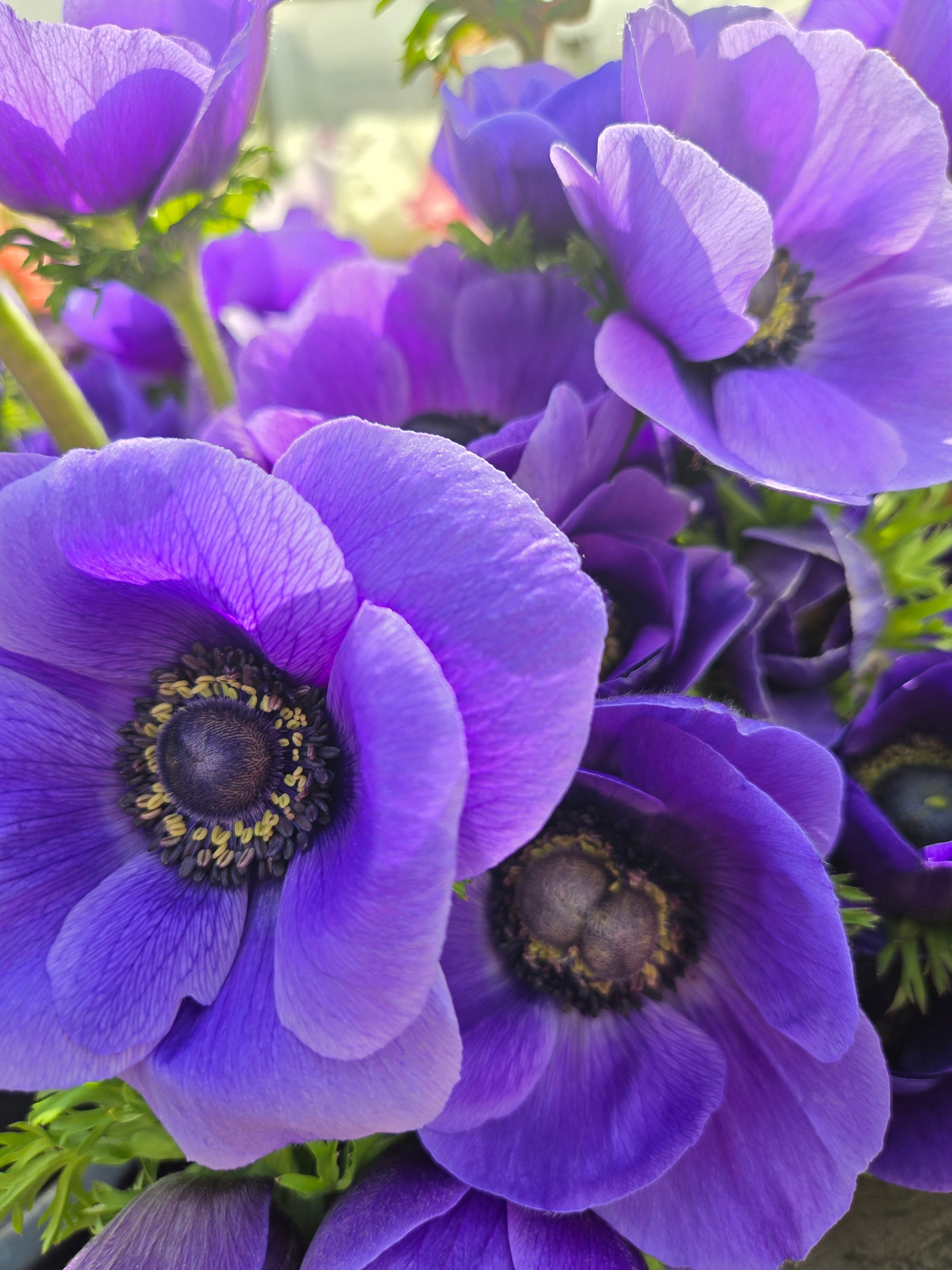 Anemone- Minis