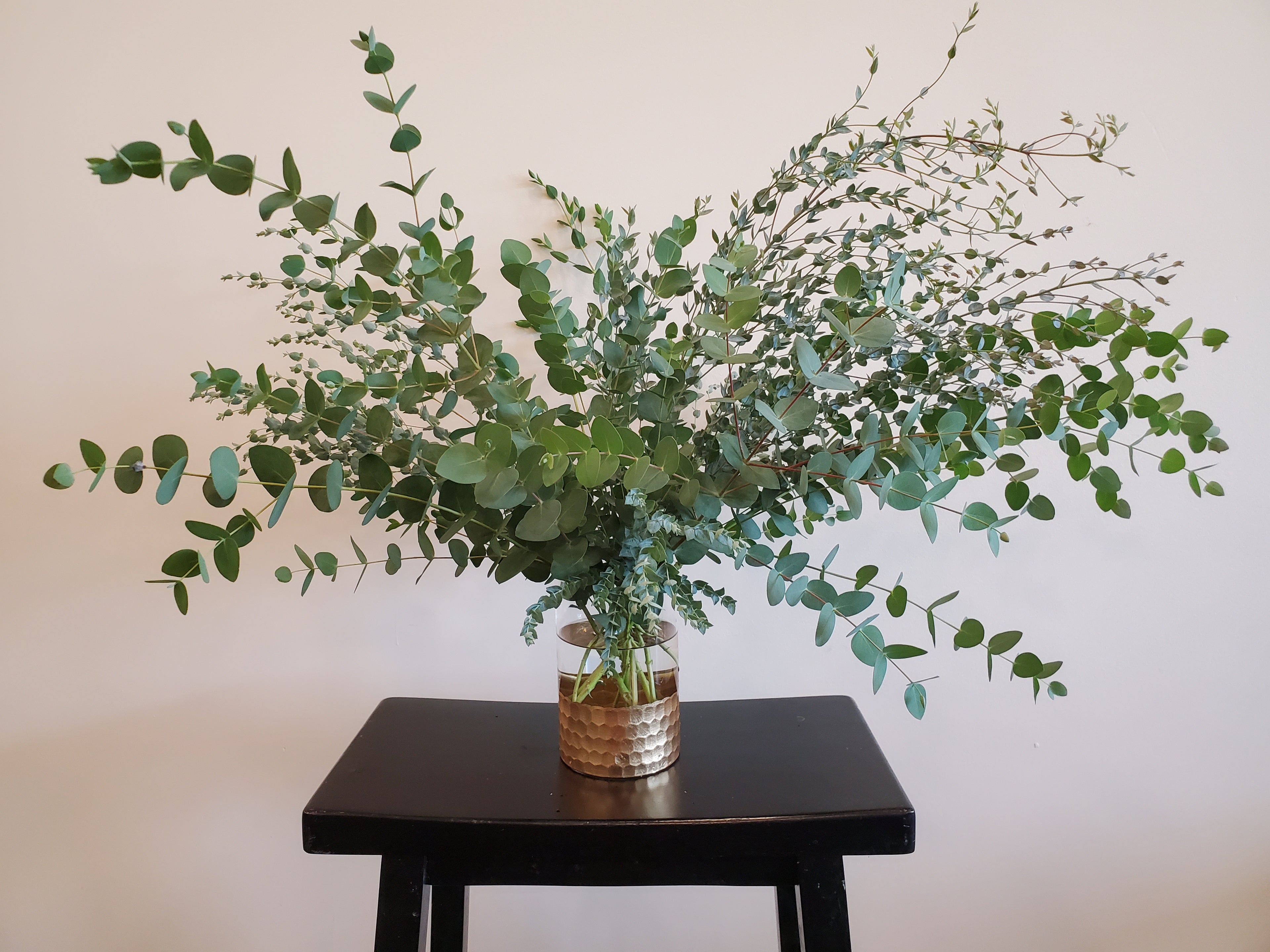 Eucalyptus