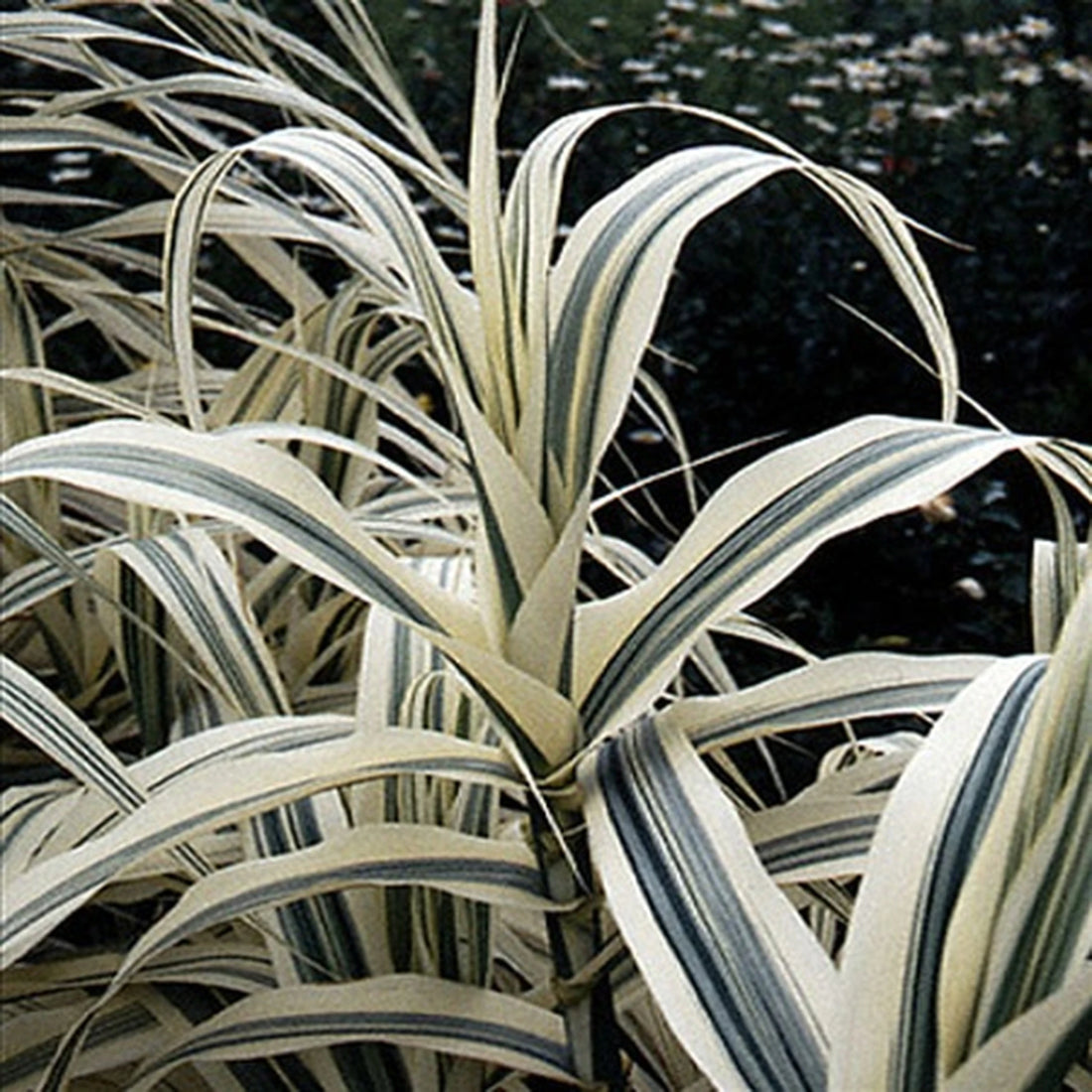Arundo Donax- Peppermint Stick