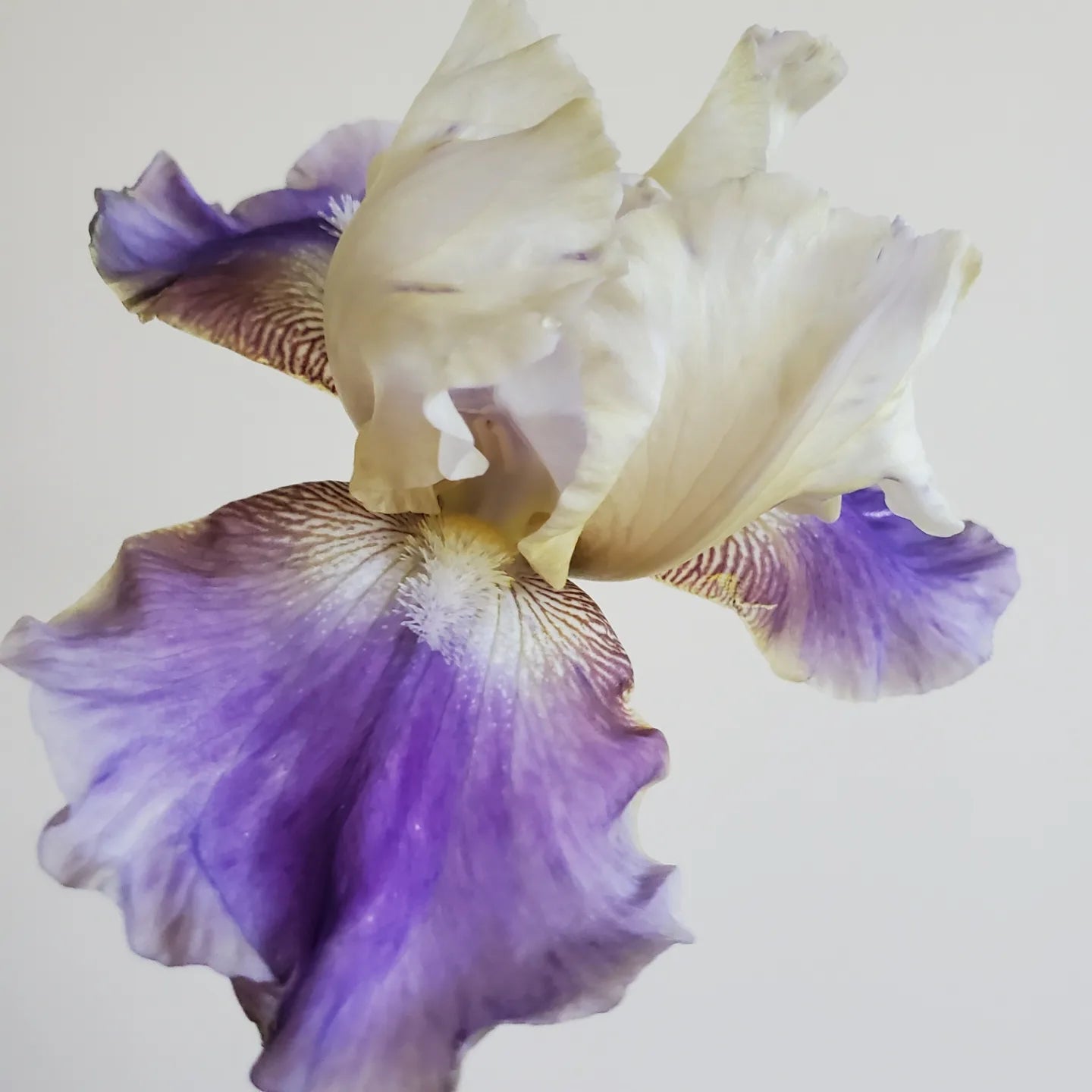 Bearded Iris