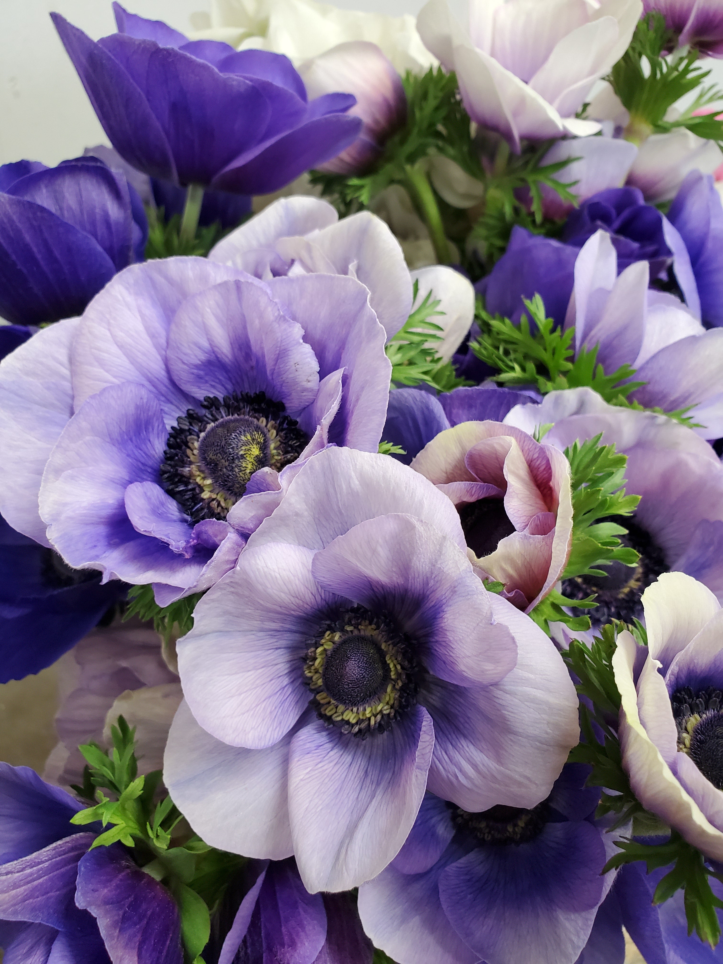 Anemone