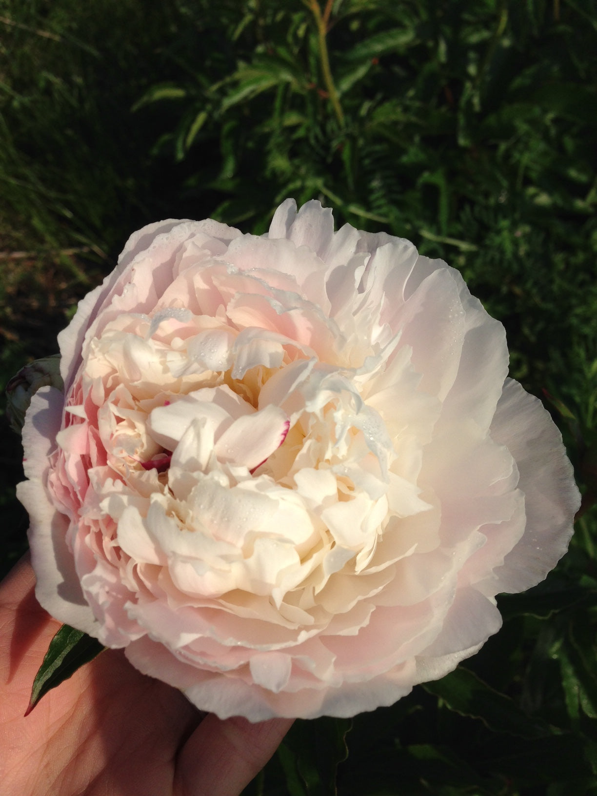 Peony