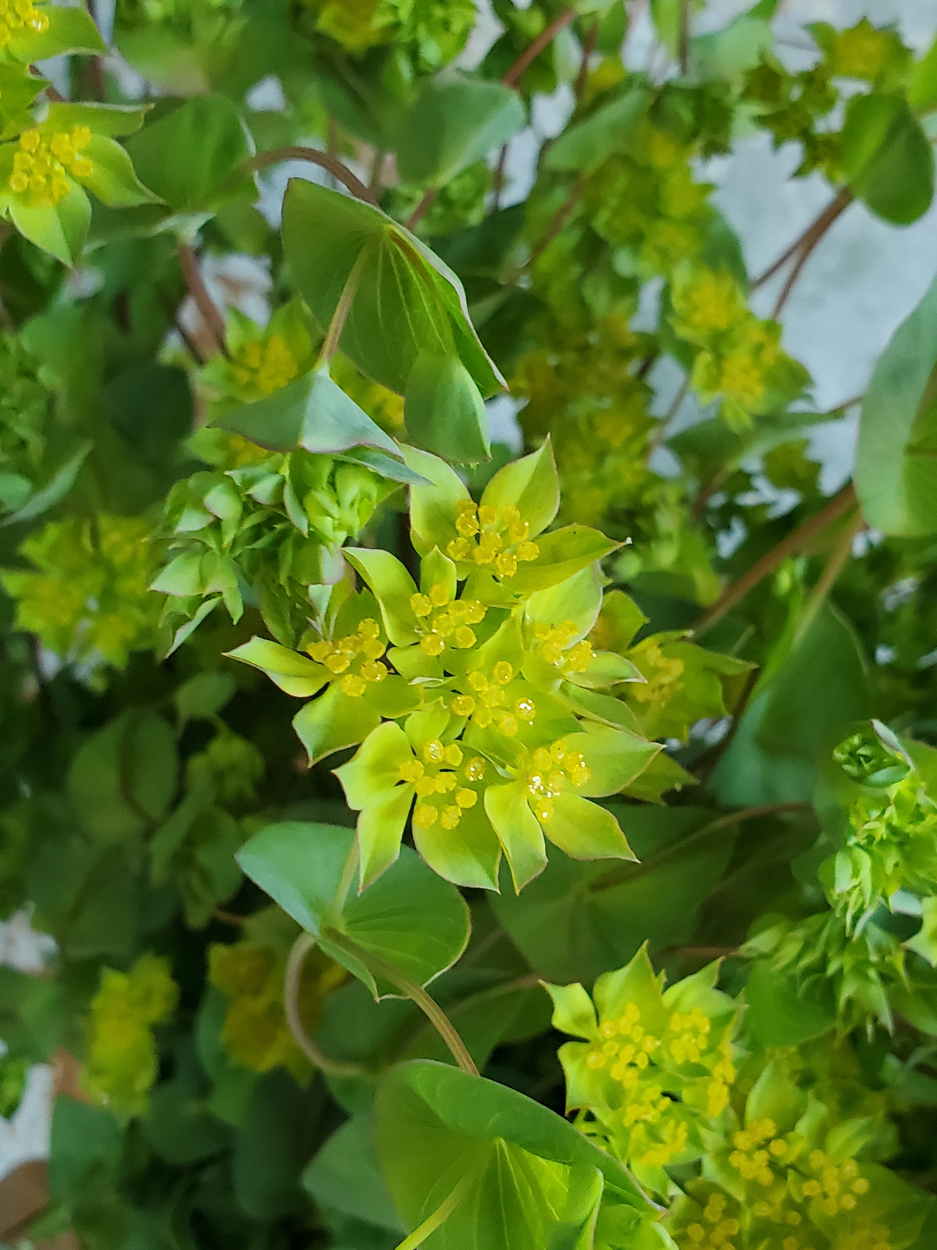 Bupleurum