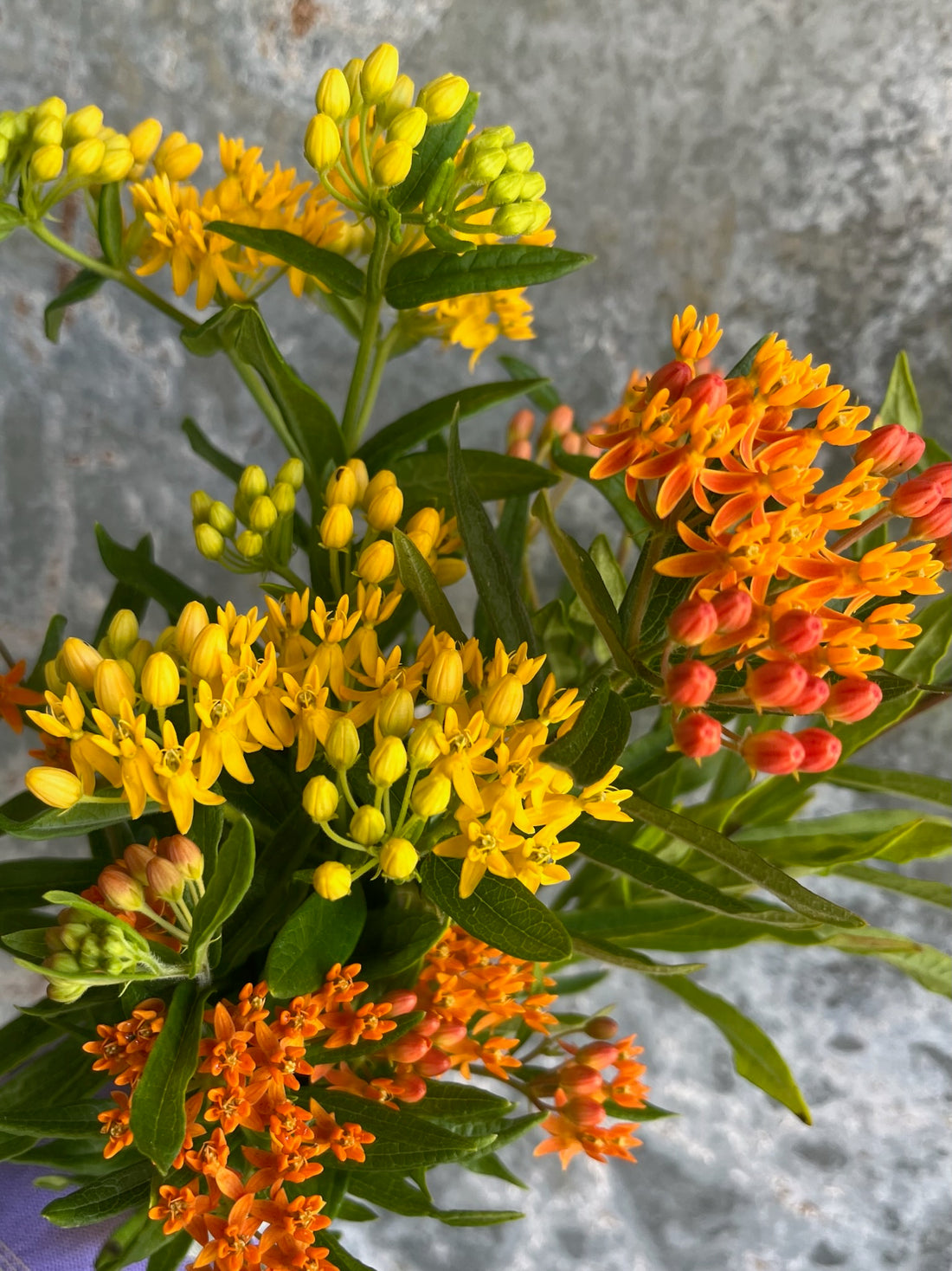 Butterfly Weed