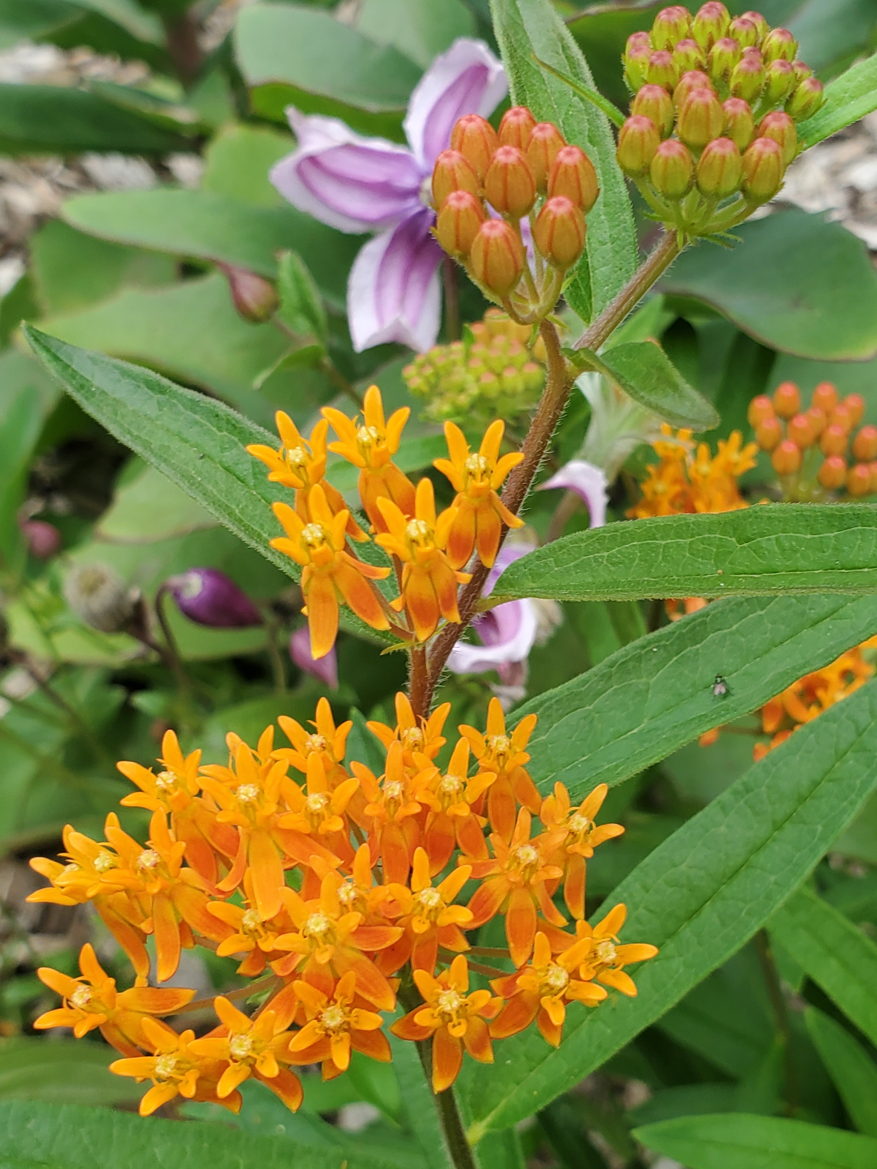 Butterfly Weed