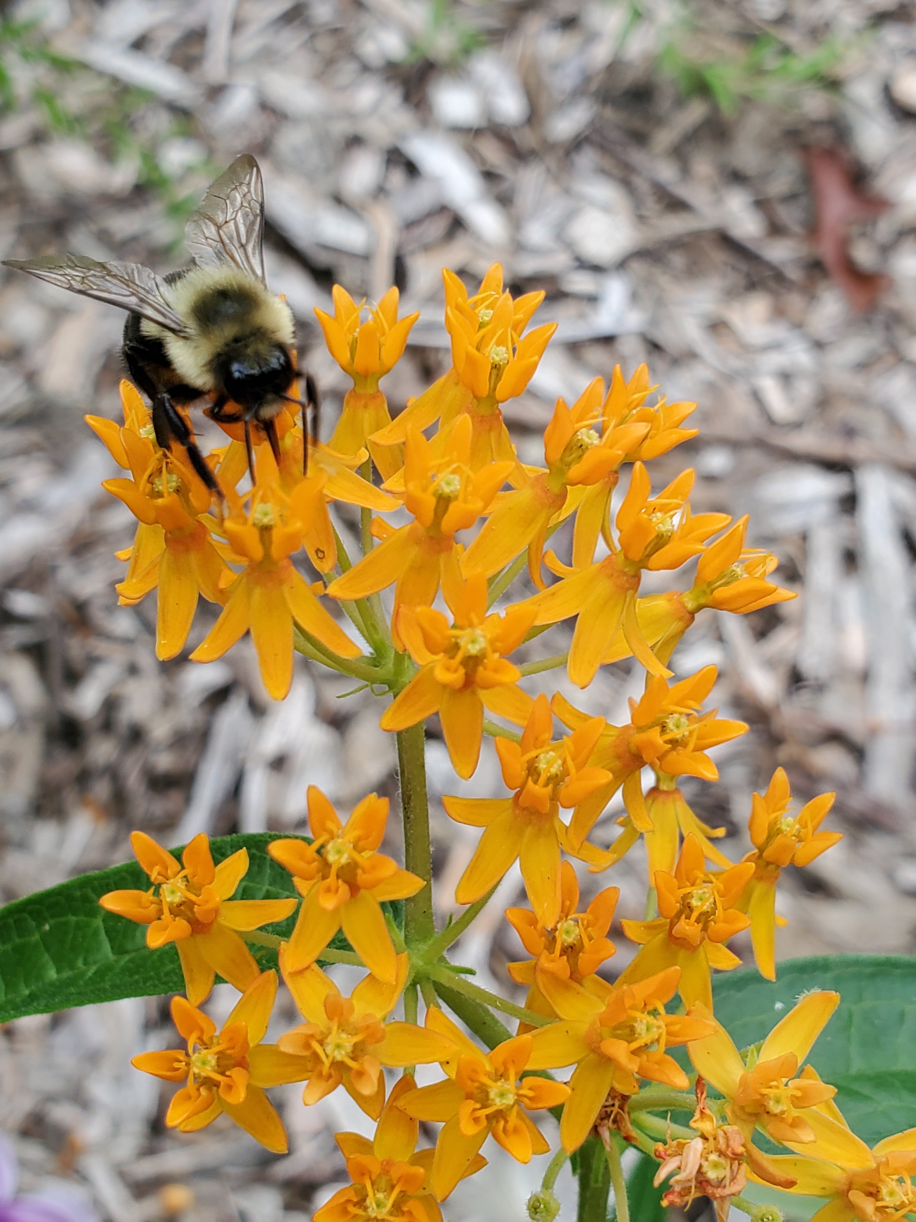 Butterfly Weed