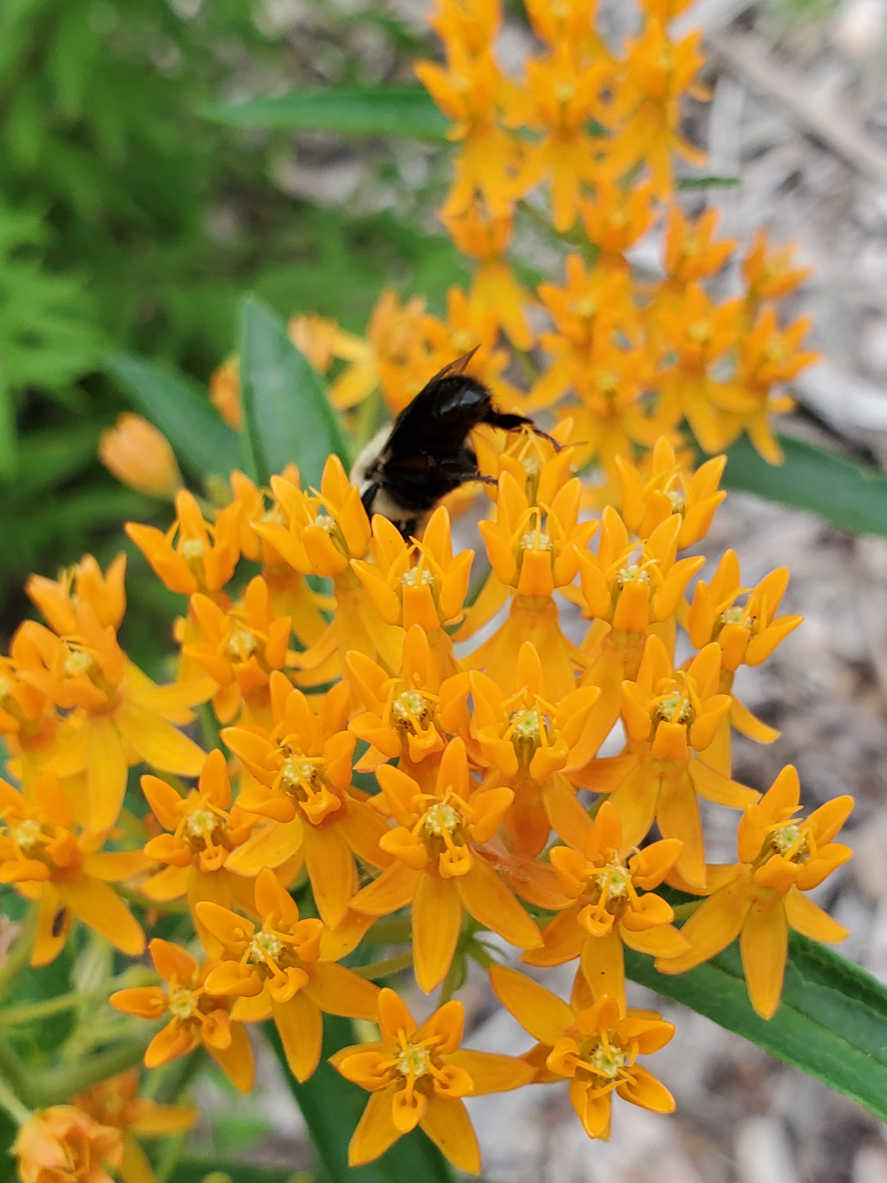 Butterfly Weed