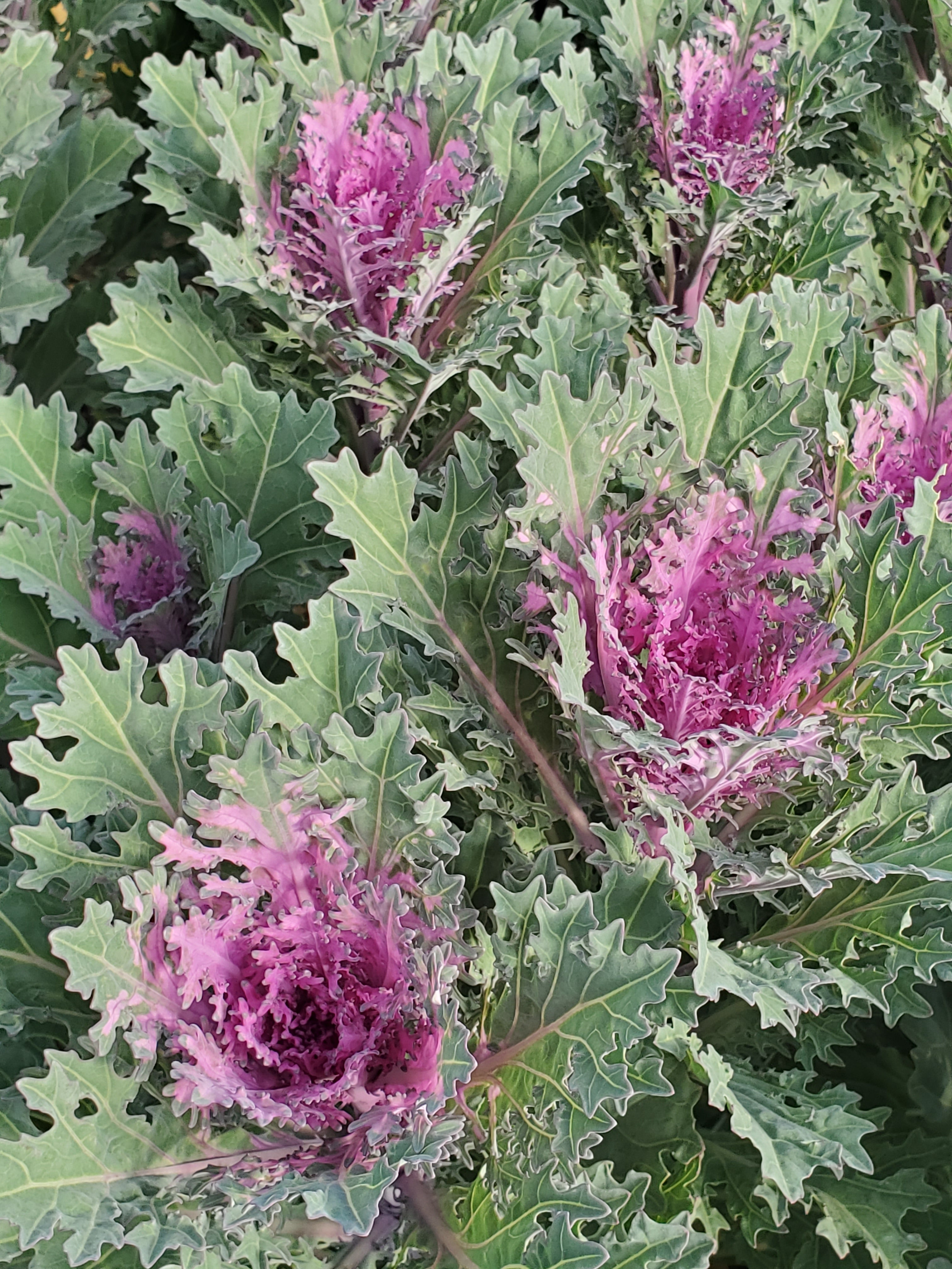 Cabbage- Ornamental